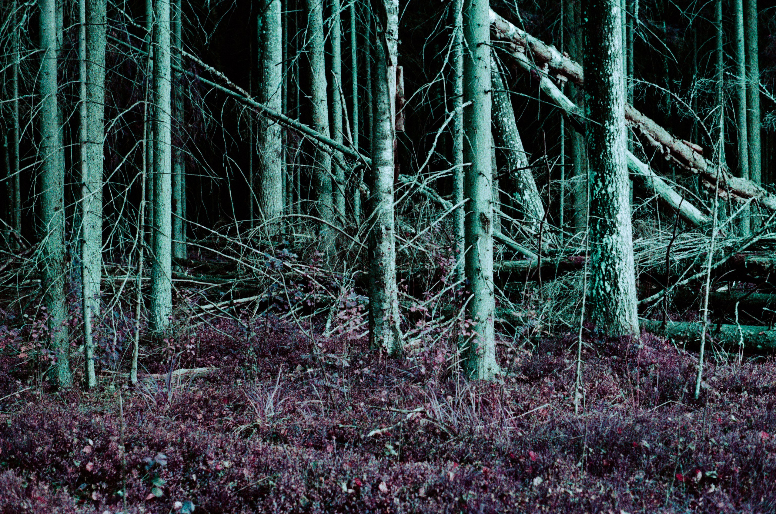 Purple overdose III. EVER EXPOSED