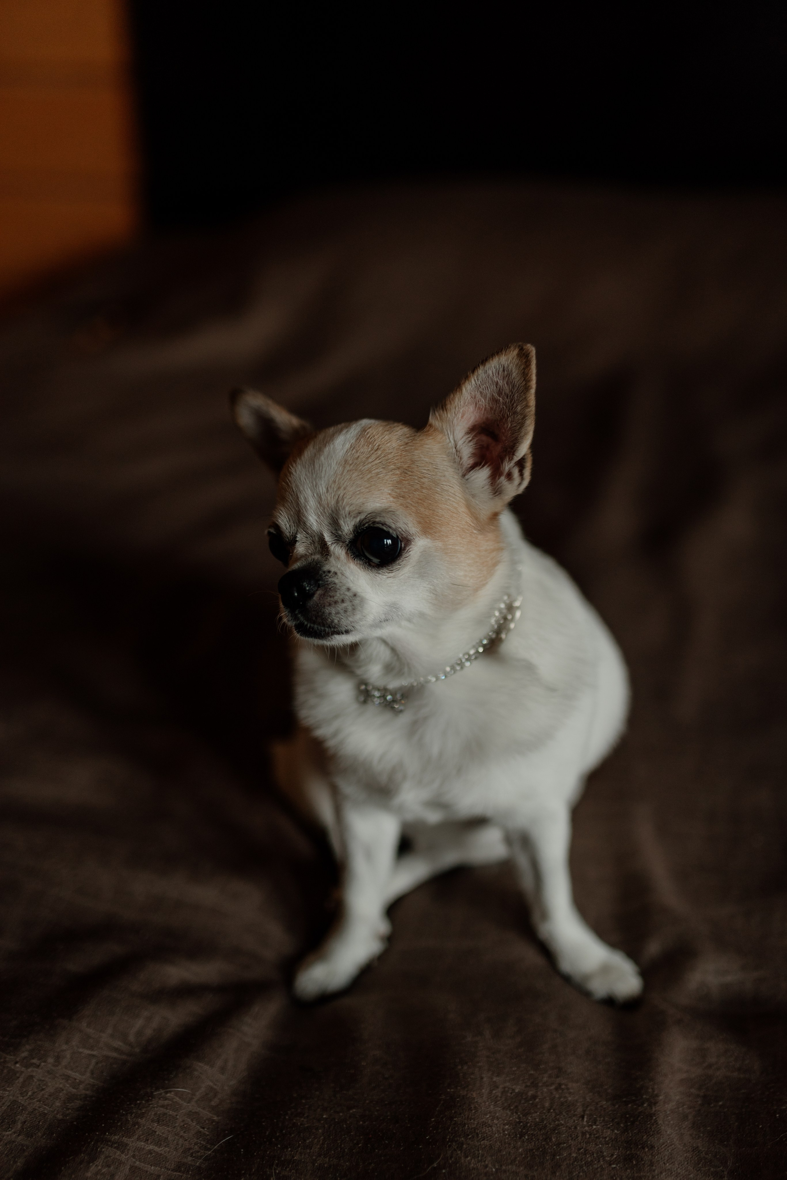 Степан и Анастасия. Свадебный и Семейный фотограф в Ярославле Алёна Колясникова