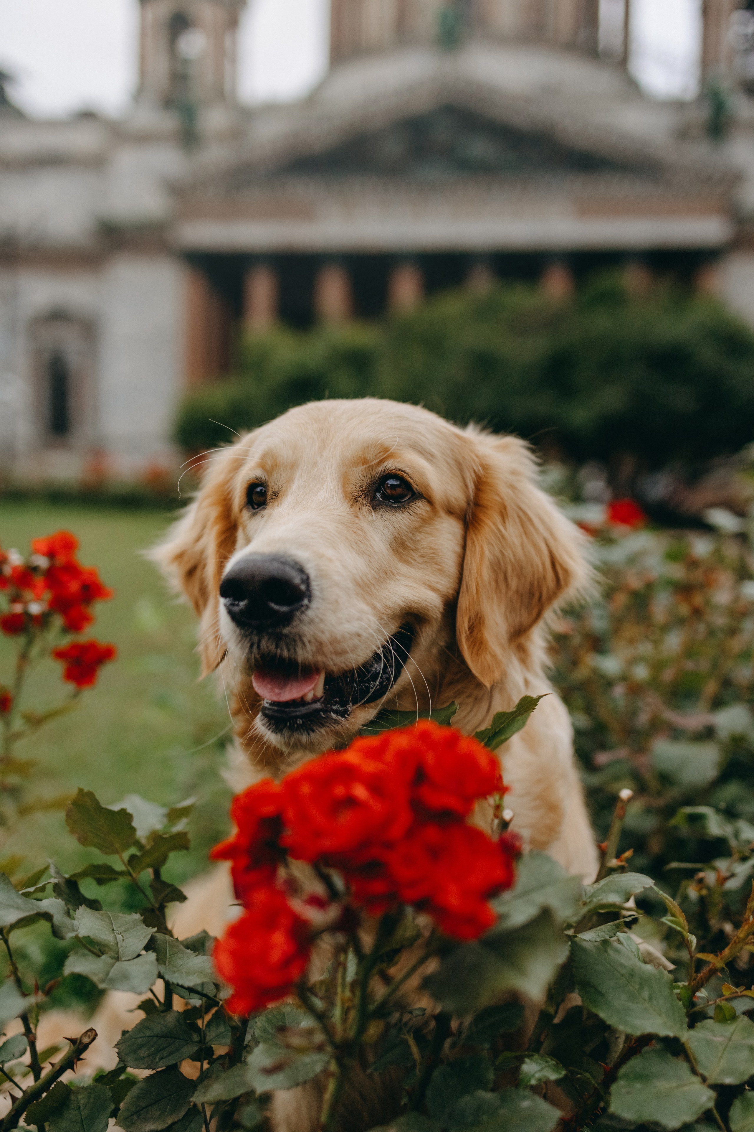 Бетти и ее семья. Фотограф — Анималист | Санкт-Петербург