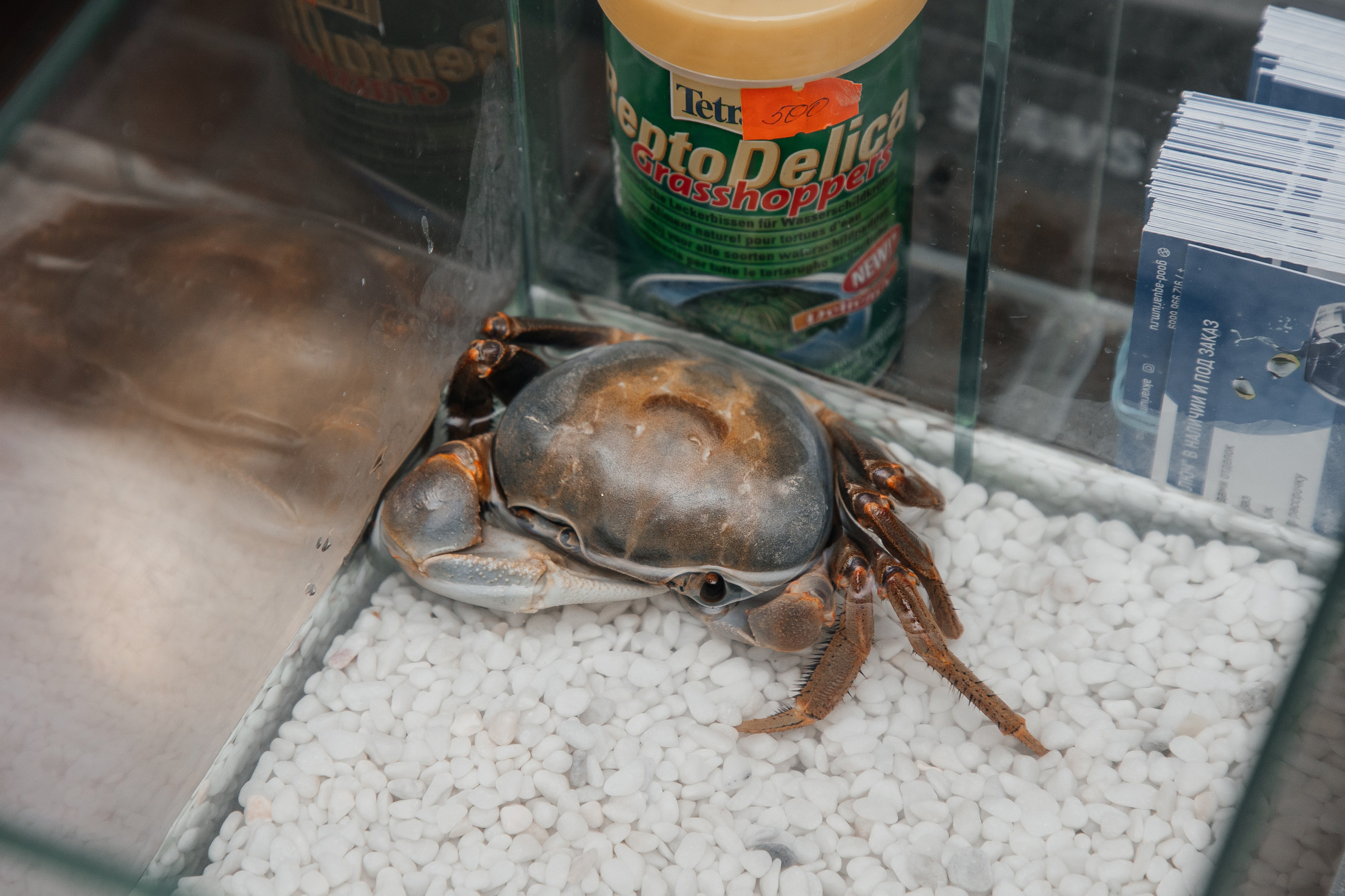 Ассамблея Дизайнеров. Фотограф Денис Лесковский (Тюмень)