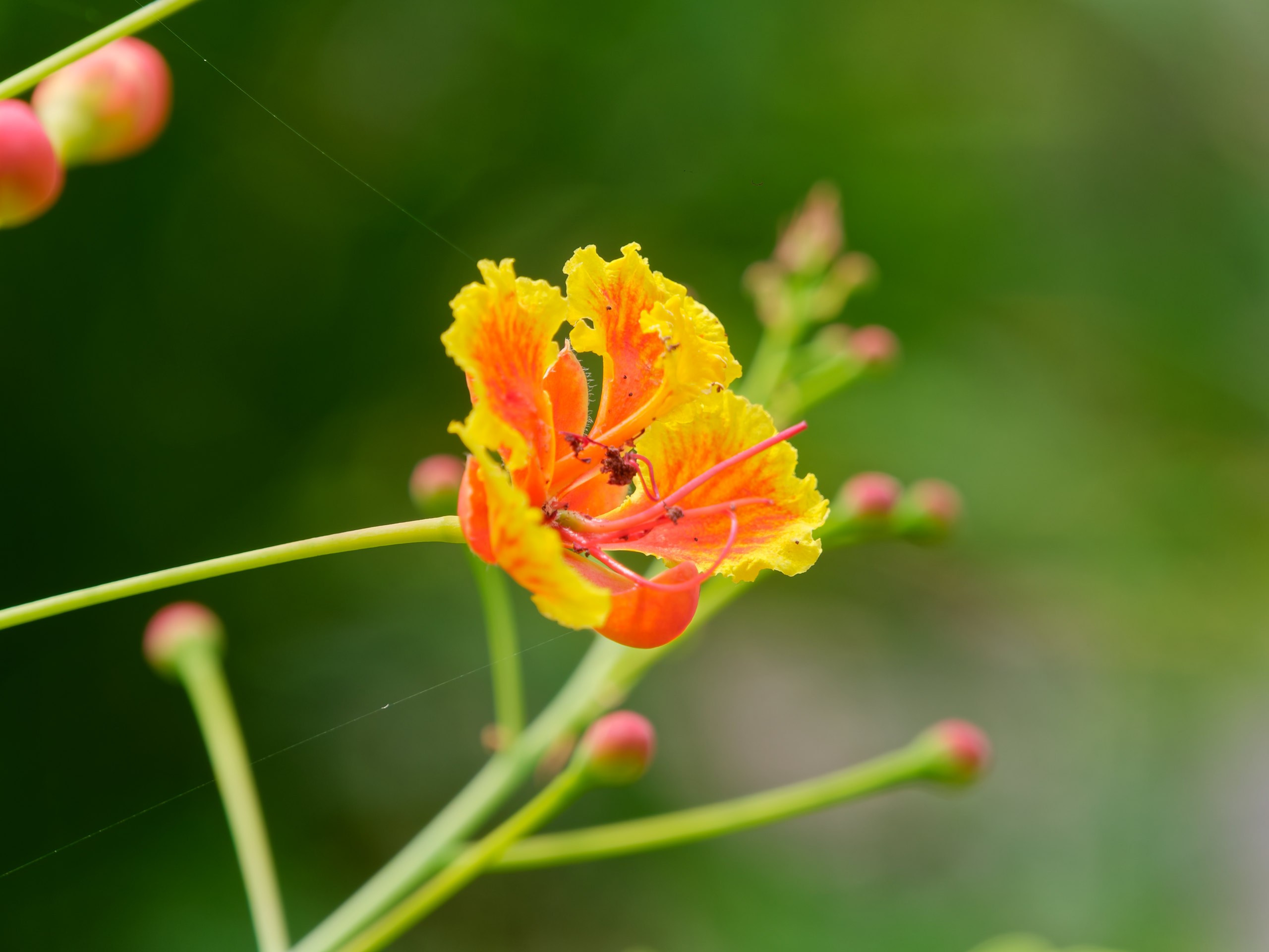 Хайнань 2026, флора, цветы и деревья. Фотопрогулки по Миру