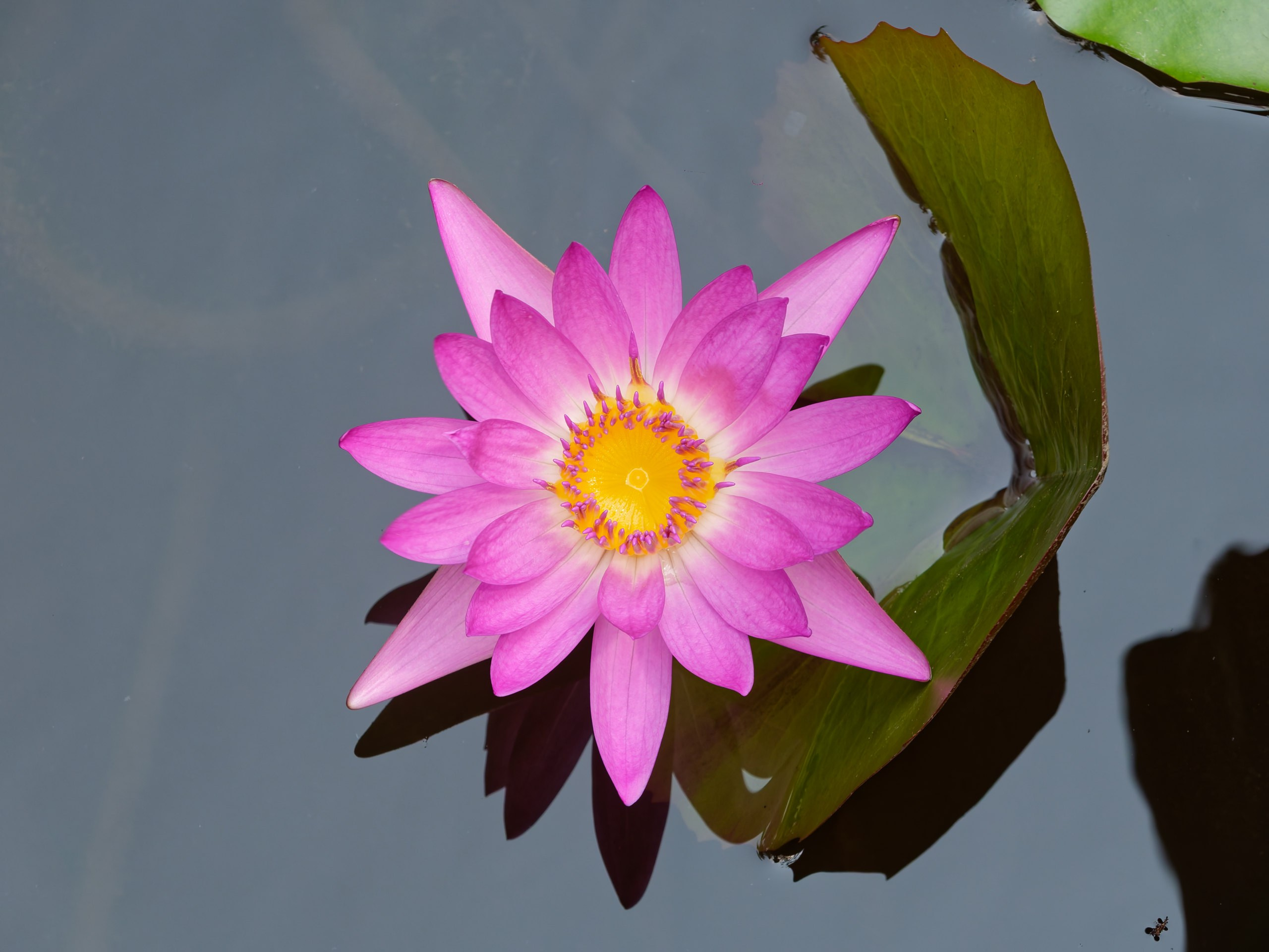 Хайнань 2026, флора, цветы и деревья. Фотопрогулки по Миру