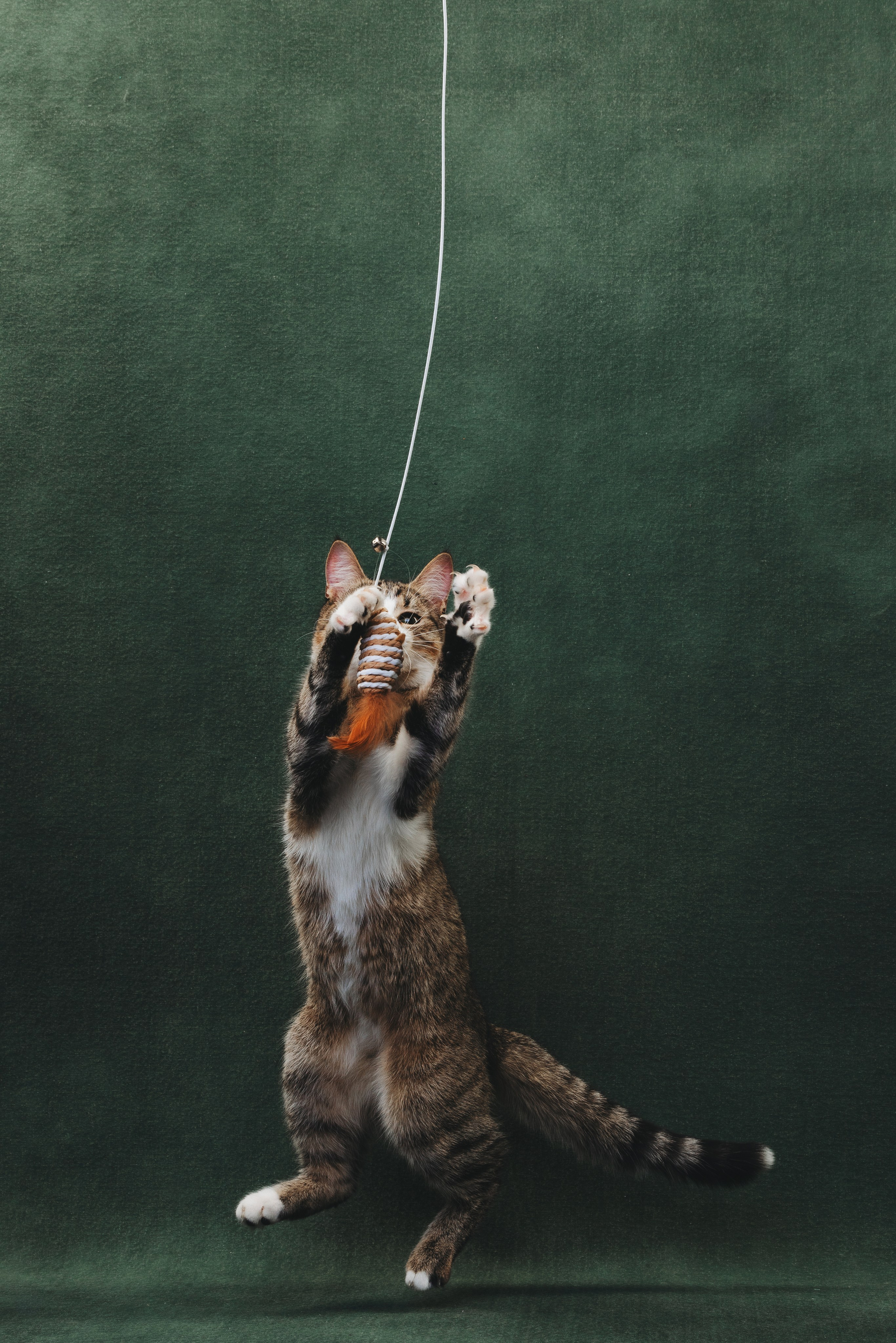 Коты Сет и Квентин. Фотограф анималист Осипчикова Мария