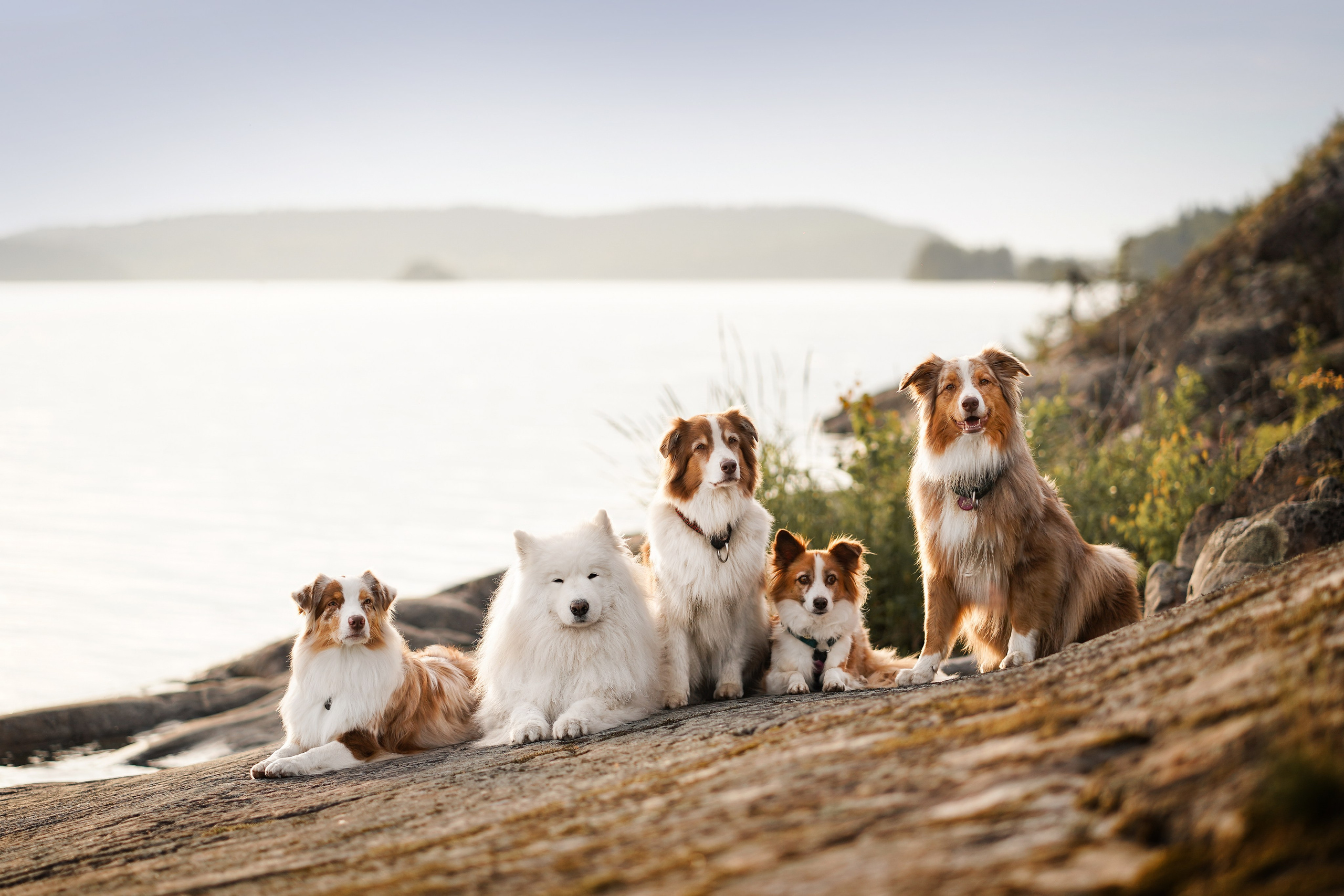 Карелия. Фотограф-анималист в Санкт-Петербурге Яна Мартынова