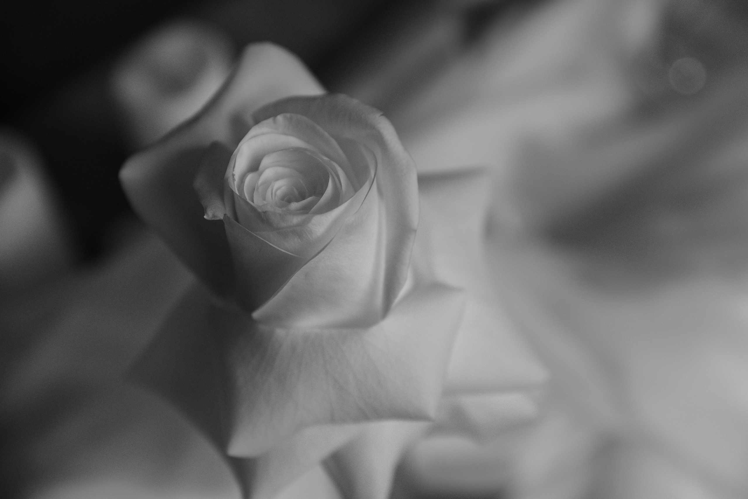 Владимир & Ситора. Фотограф Алина Синицина