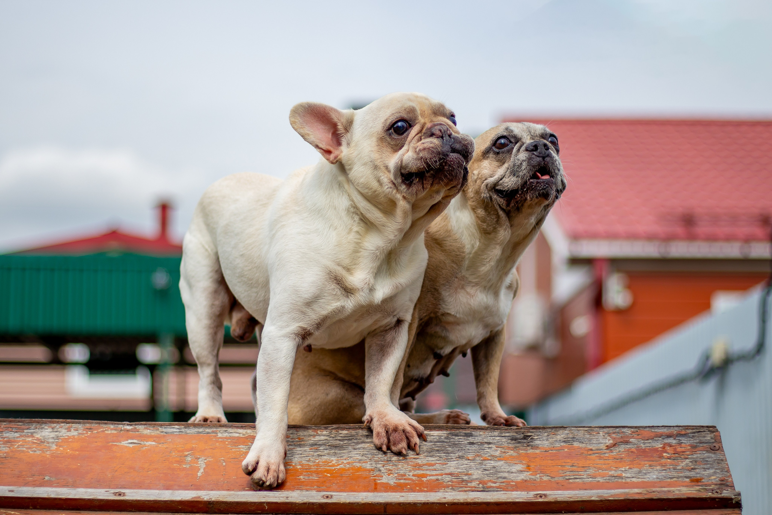 Собачья жизнь — Зоогостиница «Счастливые мечтатели». Фотограф • Орехово-Зуево • Балашиха • TEFO