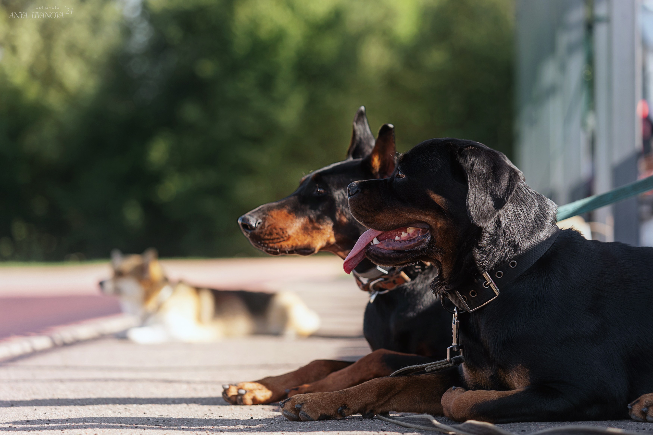 Ралли обидиенс. Фотограф анималист Аня Ливанова | Рыбинск