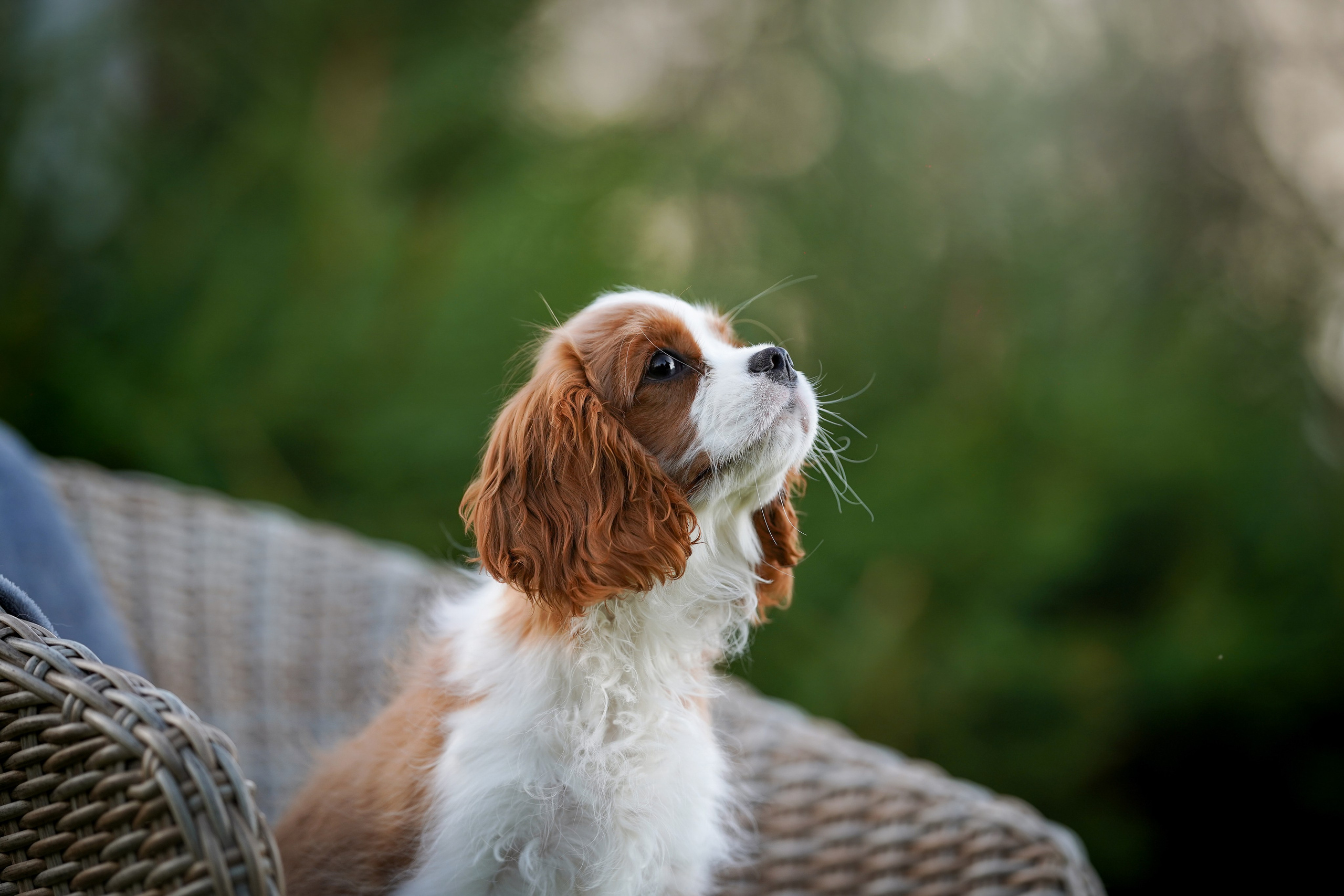 Щенуля кавалера. Фотограф-анималист в Санкт-Петербурге Яна Мартынова