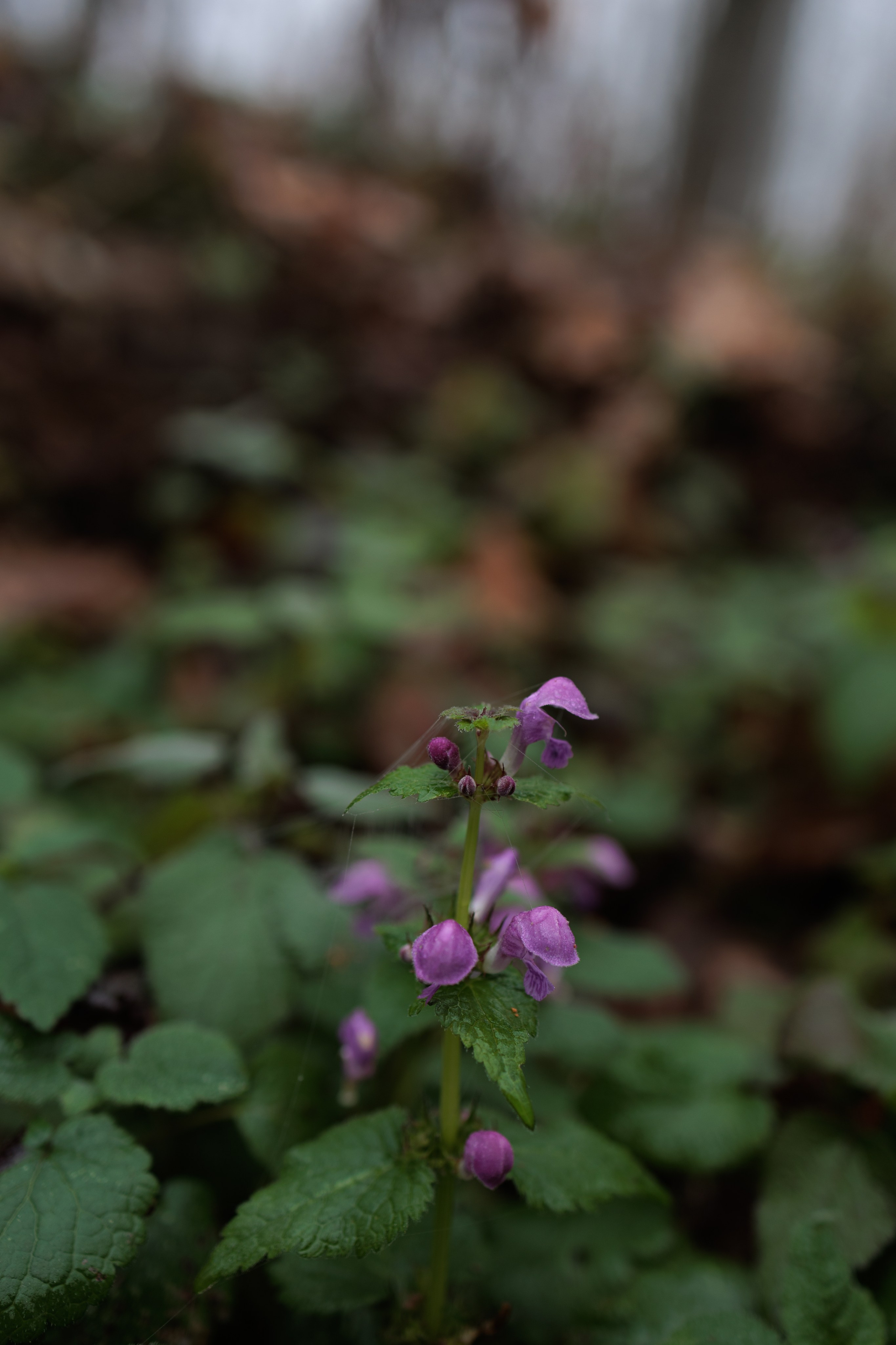 В туманном лесу. Семейный фотограф в Белгороде