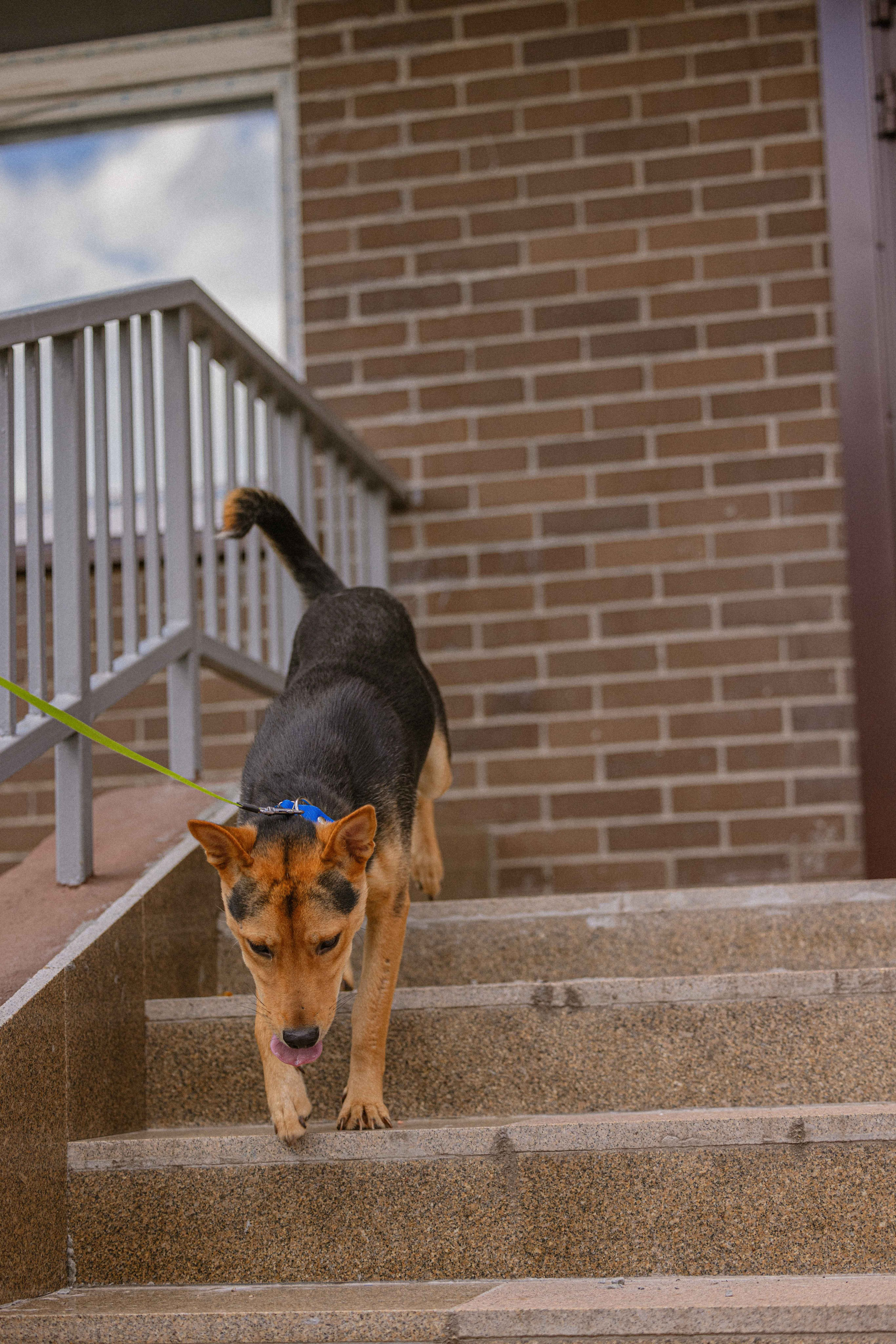 Джеки. Фотограф-анималист в Москве Лера Черноног