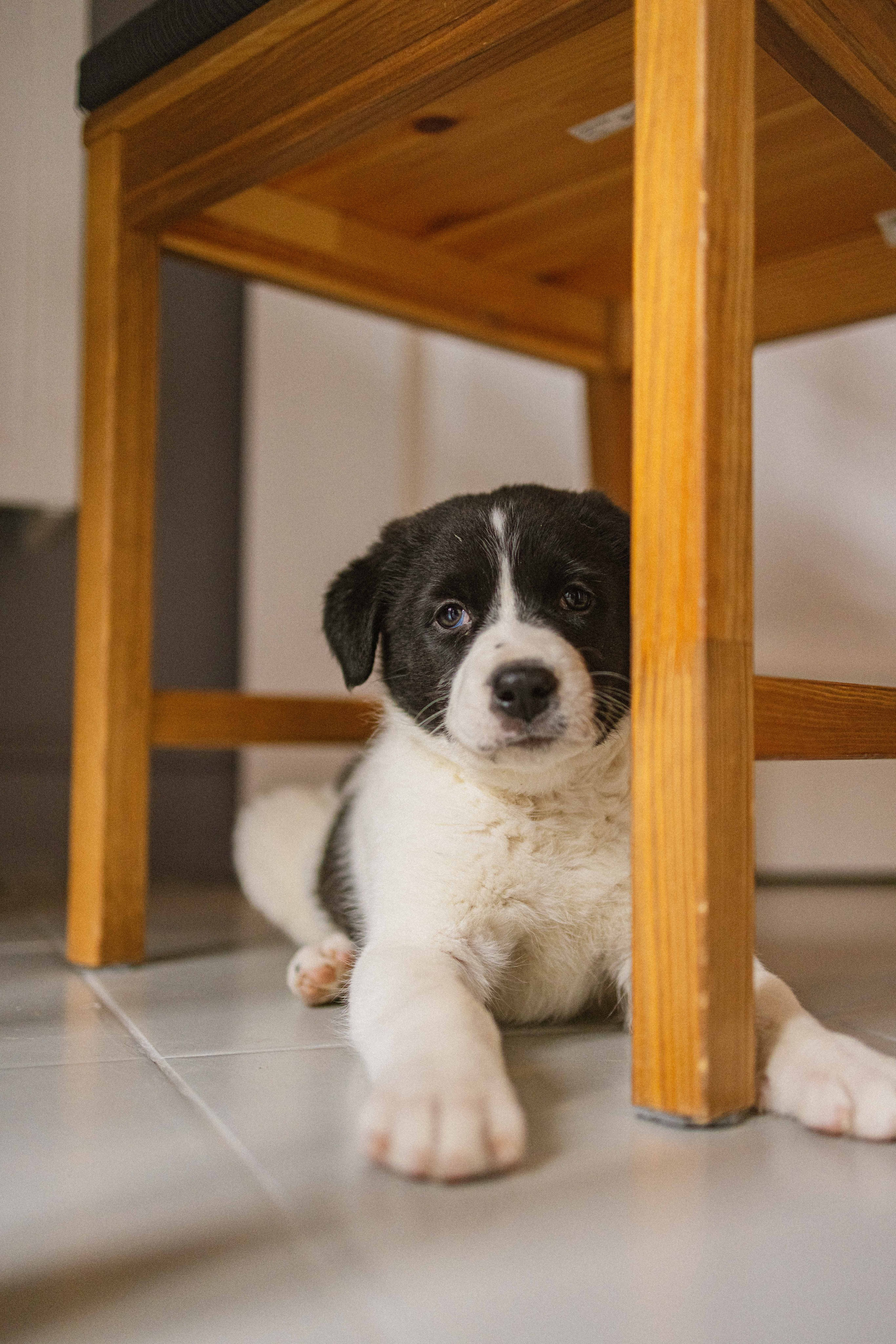Щеночки. Фотограф-анималист в Москве Лера Черноног