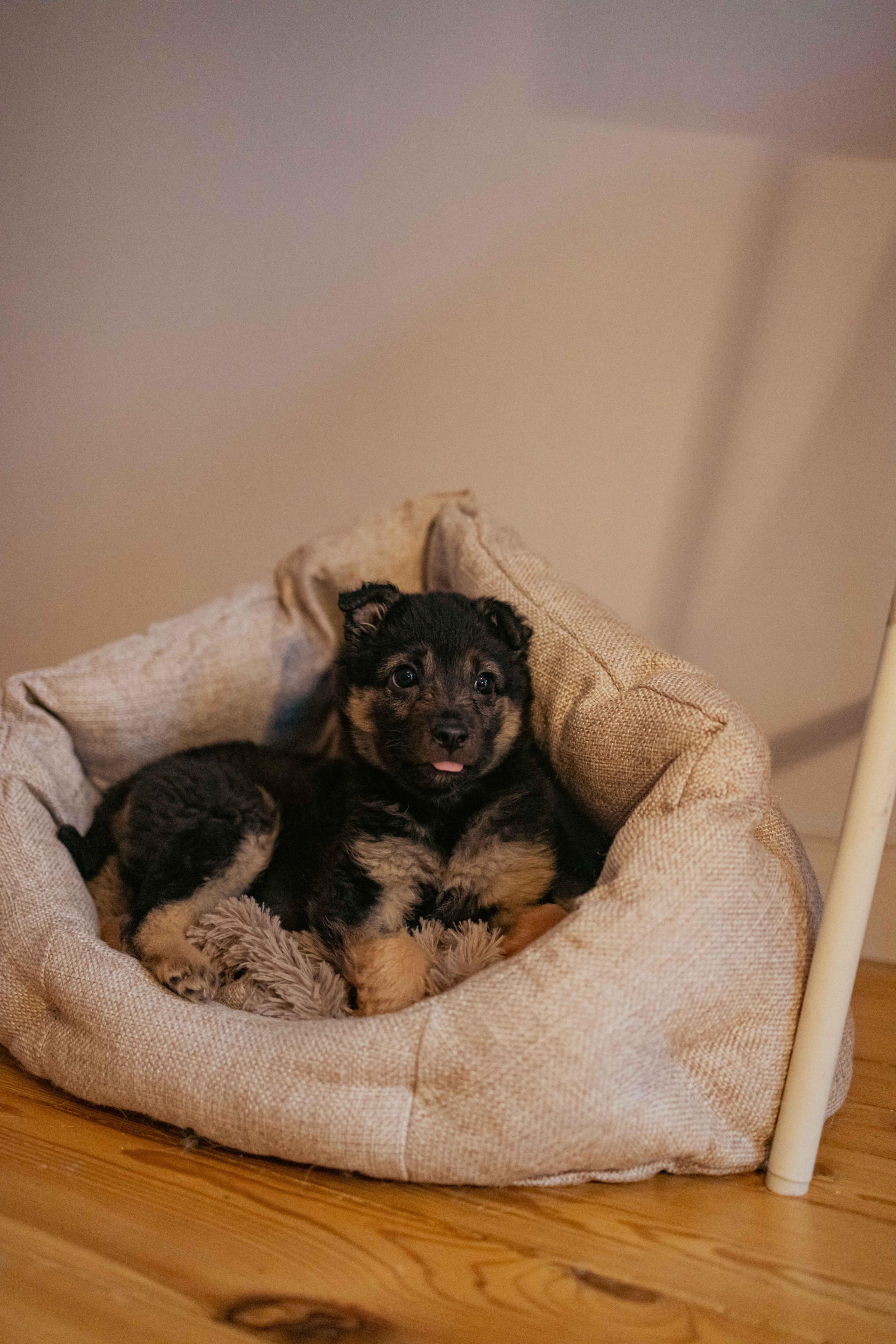 Пеппа. Фотограф-анималист в Москве Лера Черноног
