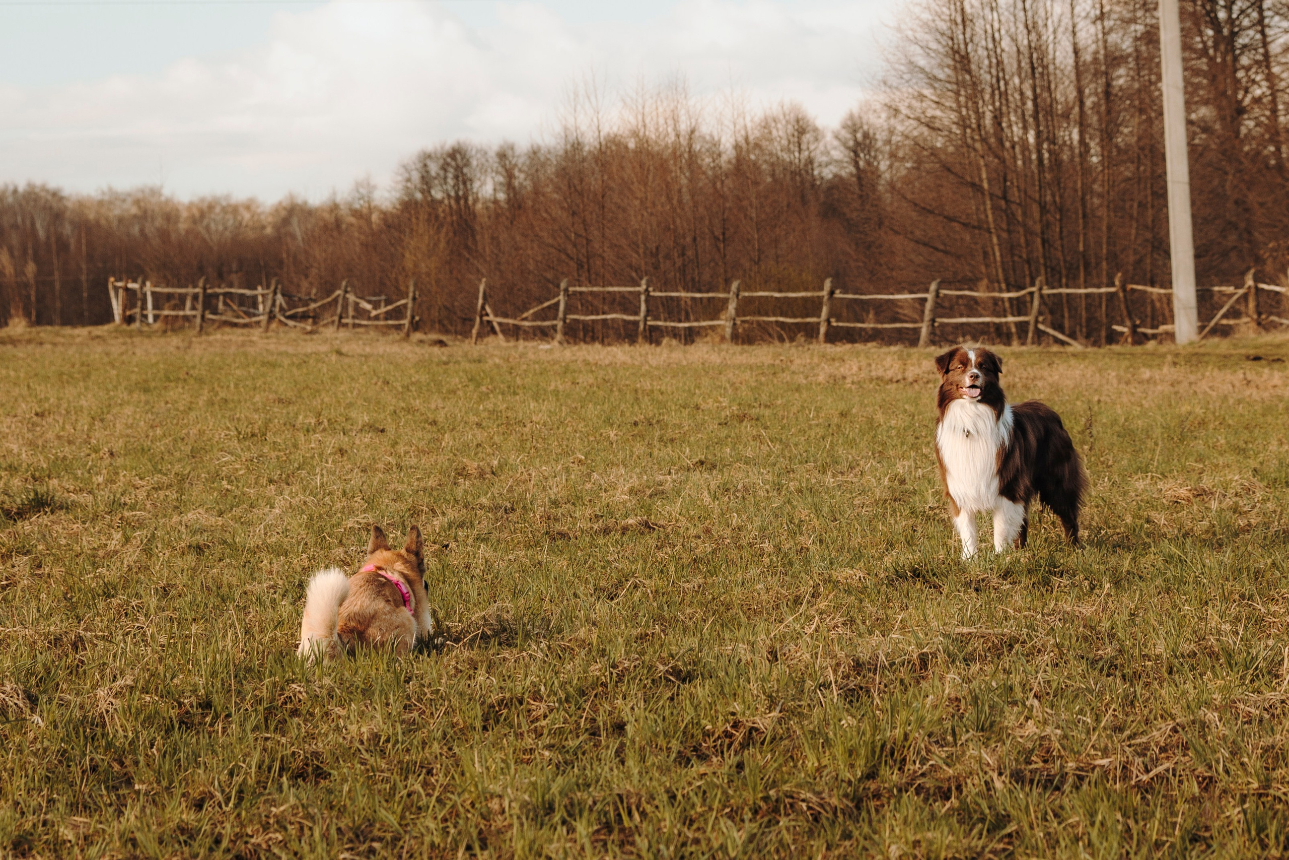 Смена в «DogCamp». Анастасия Белаш