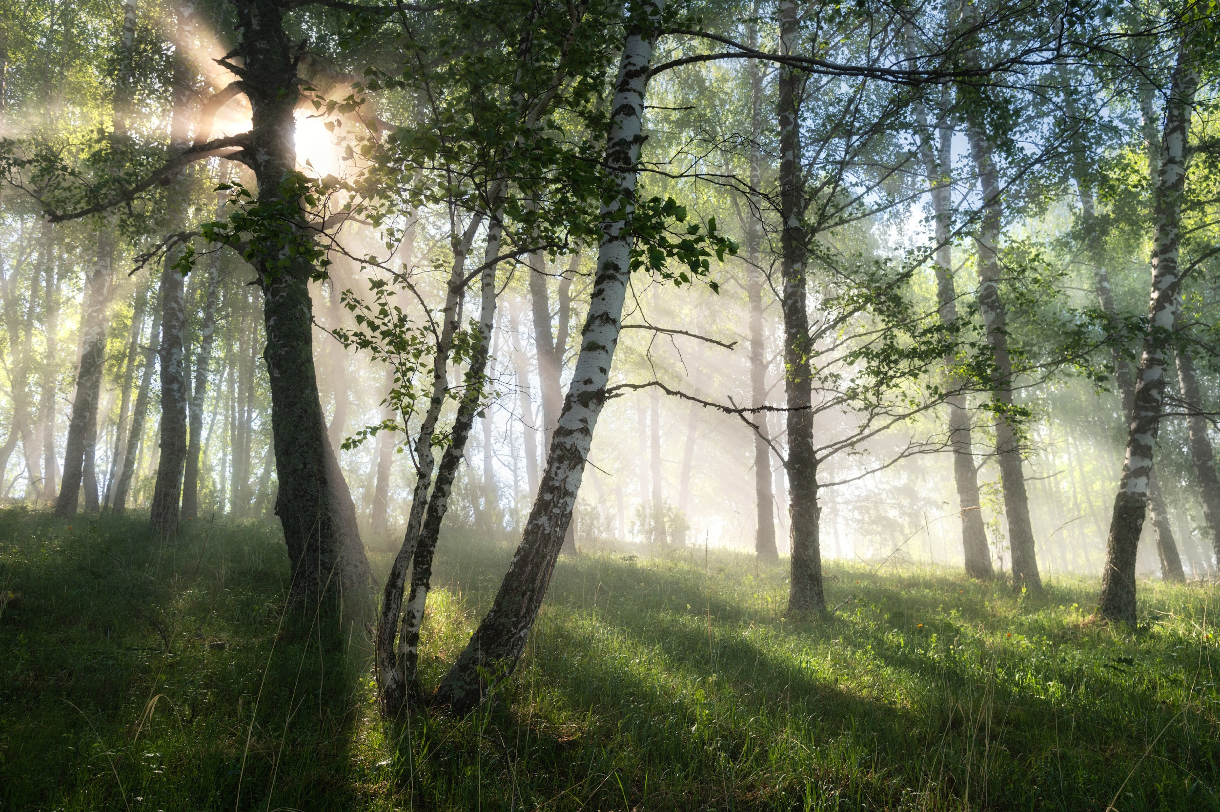 Туманное утро в березовой роще в Алтайском крае