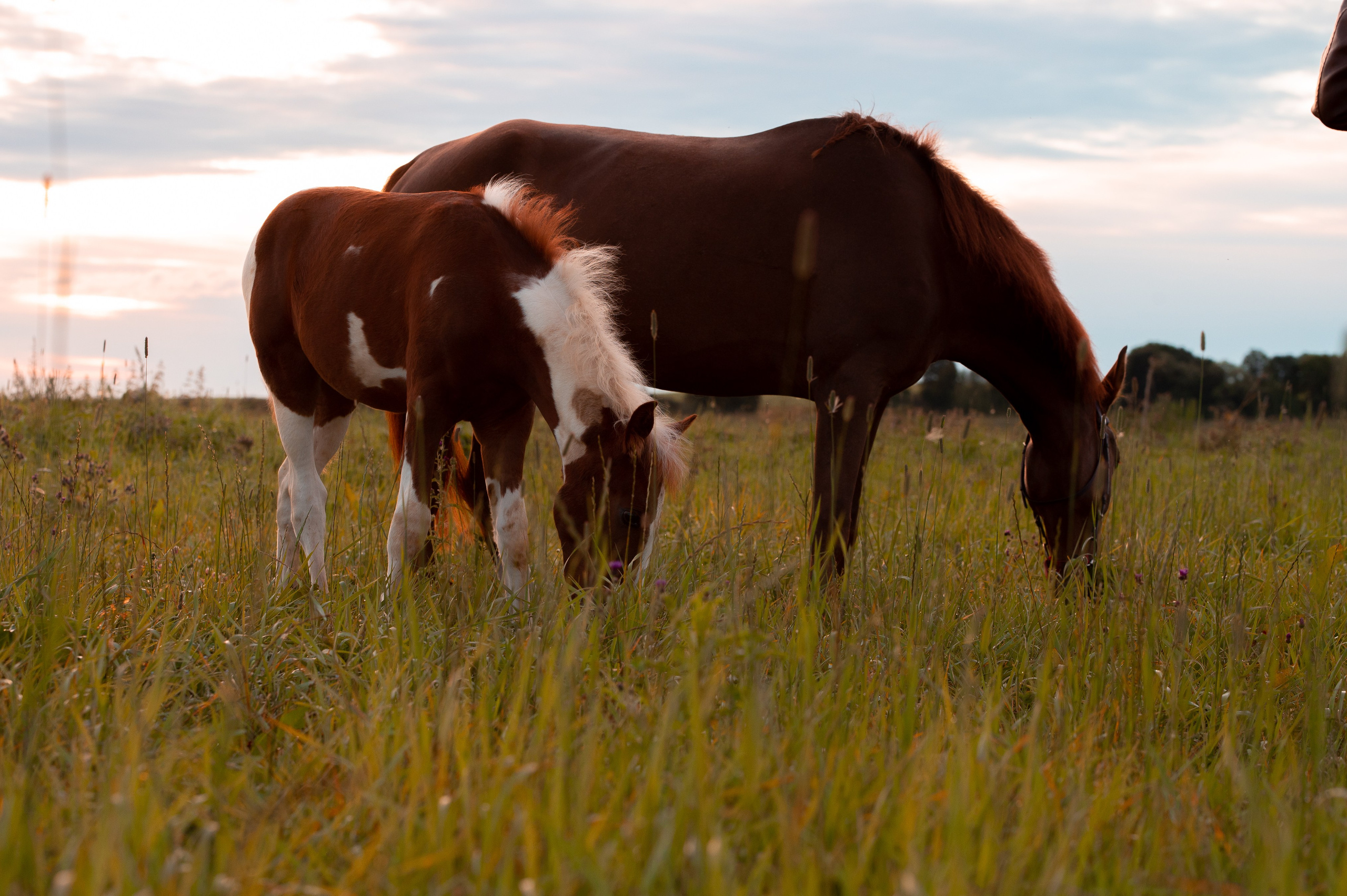 Лошади. Фотограф-анималист в Санкт-Петербурге Анастасия Иванова