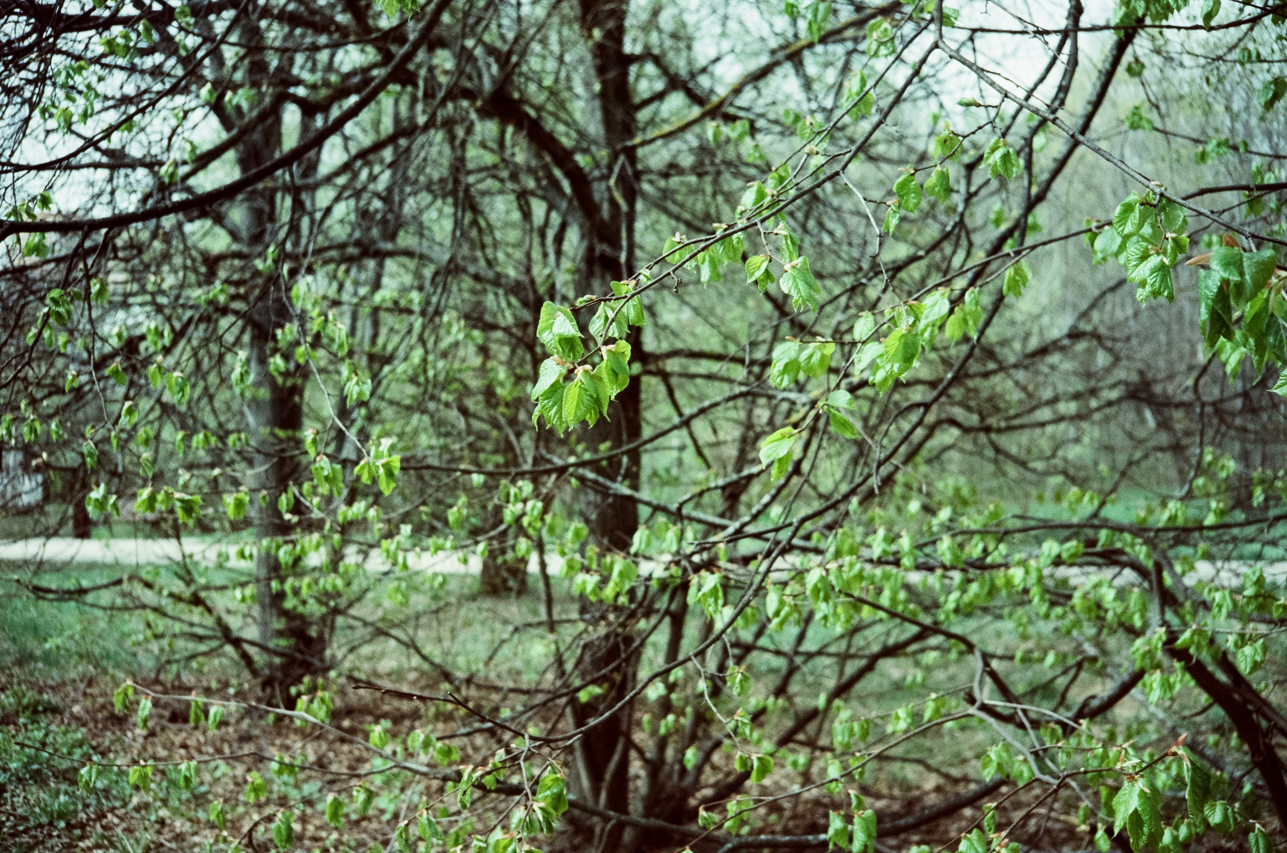 Ricoh 500GS / SFL 200T / Строгино тестовая пленка апрель 2024 г