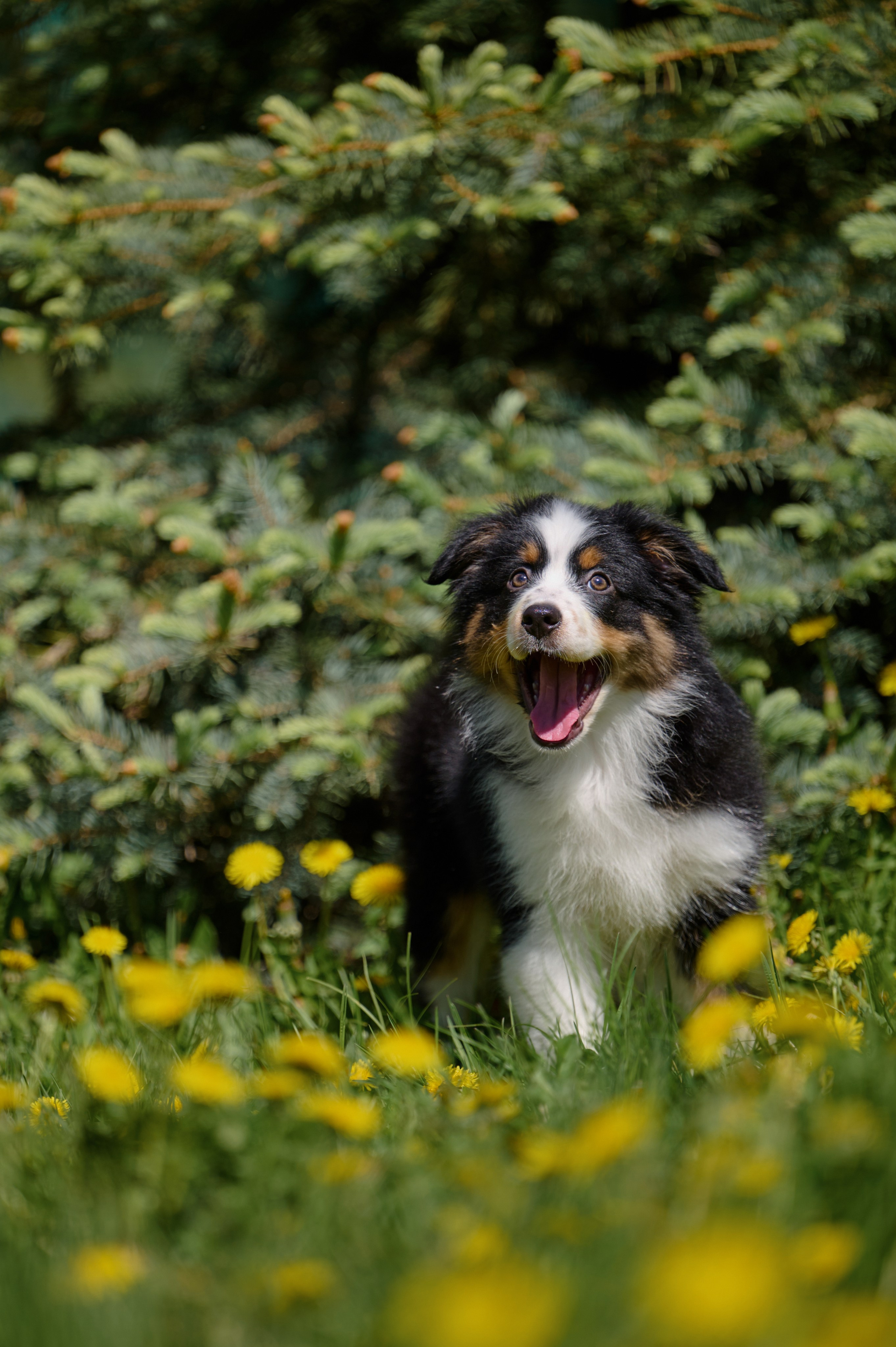 Щенки и котята на улице. Фотограф анималист в Казани Алина Сулейманова. Фотограф животных