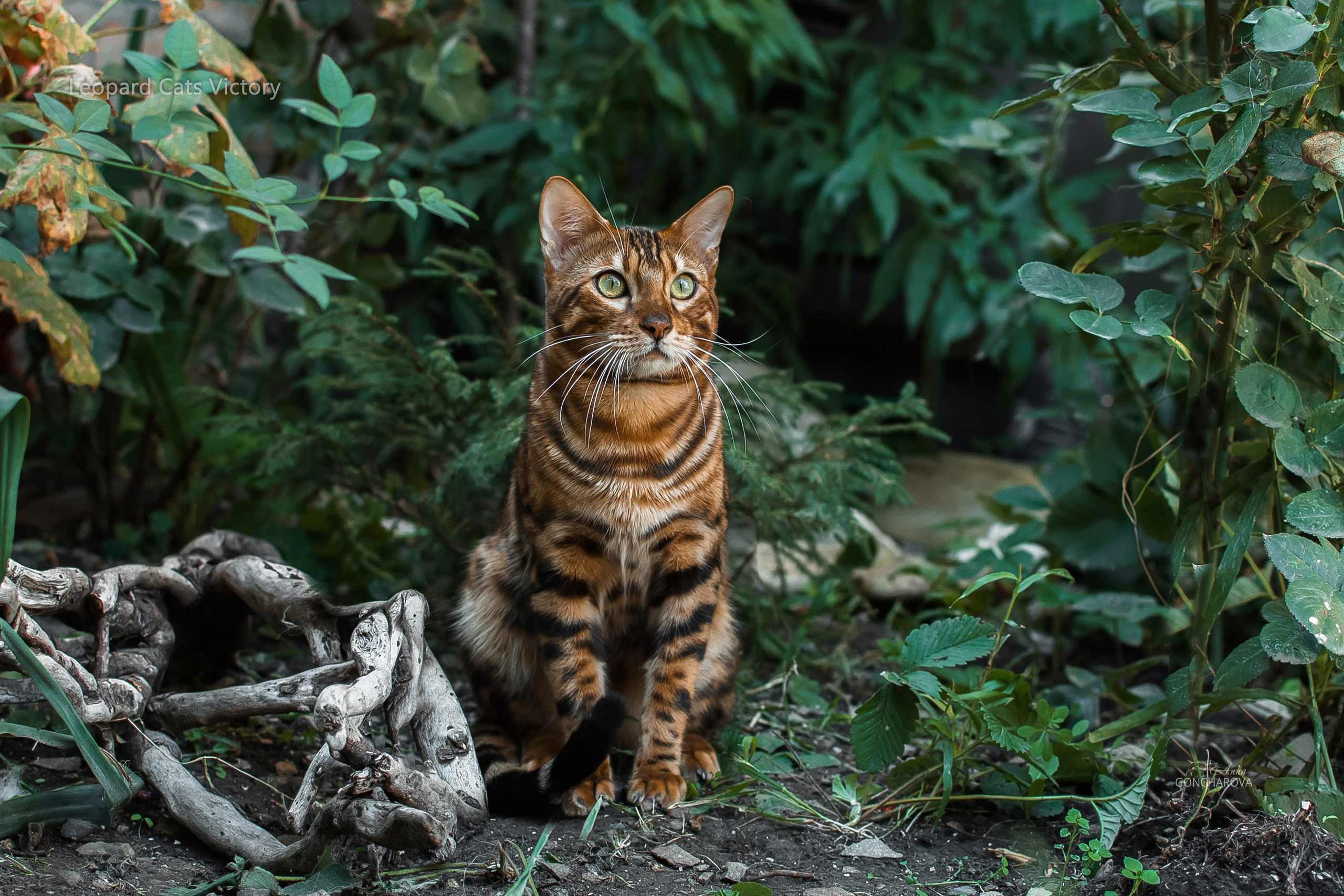 Съемка кошек. Фотограф анималист в Ростове I Гончарова Анна