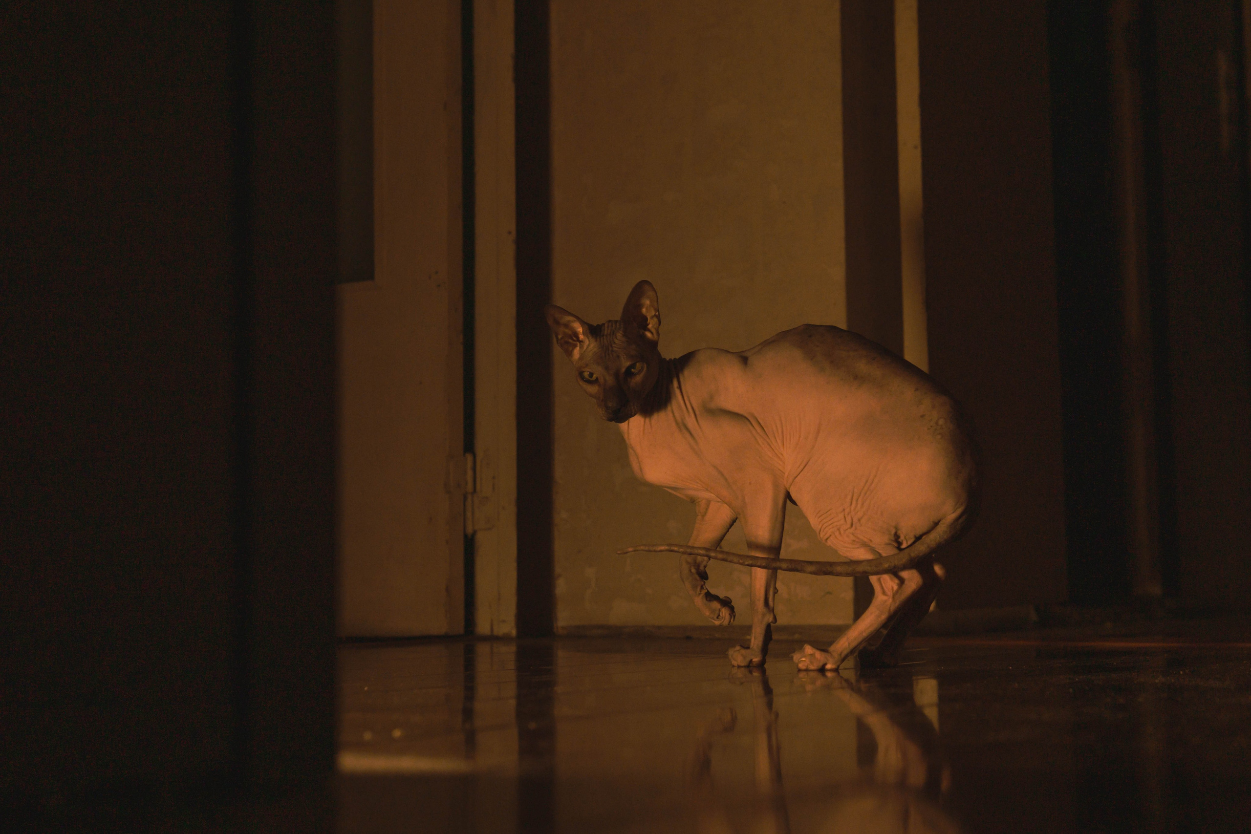 Бандит. Фотограф-анималист Ксения Воробьева, Москва