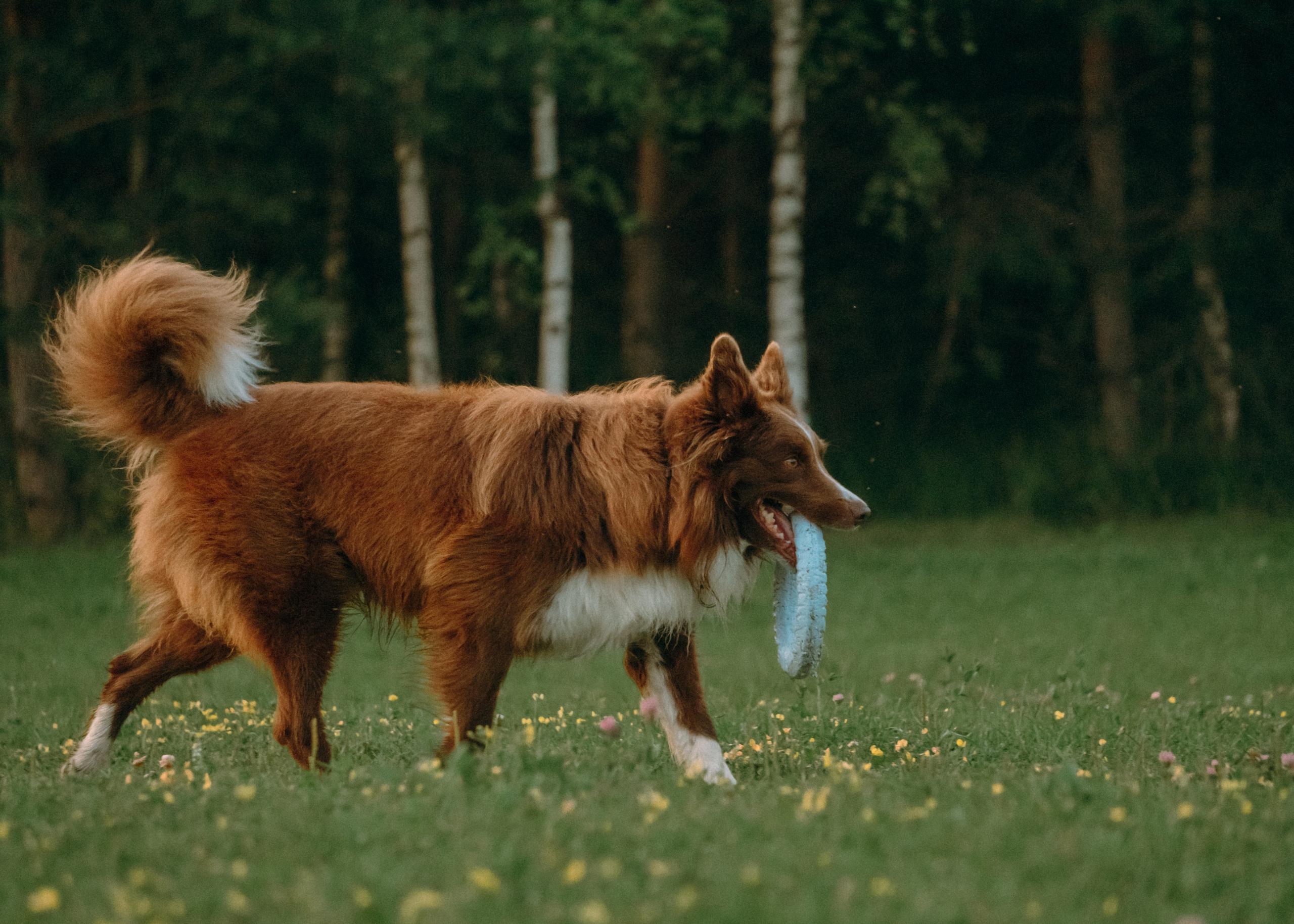 Виолетта, Лила и Питер. Фотограф-анималист Ксения Воробьева, Москва