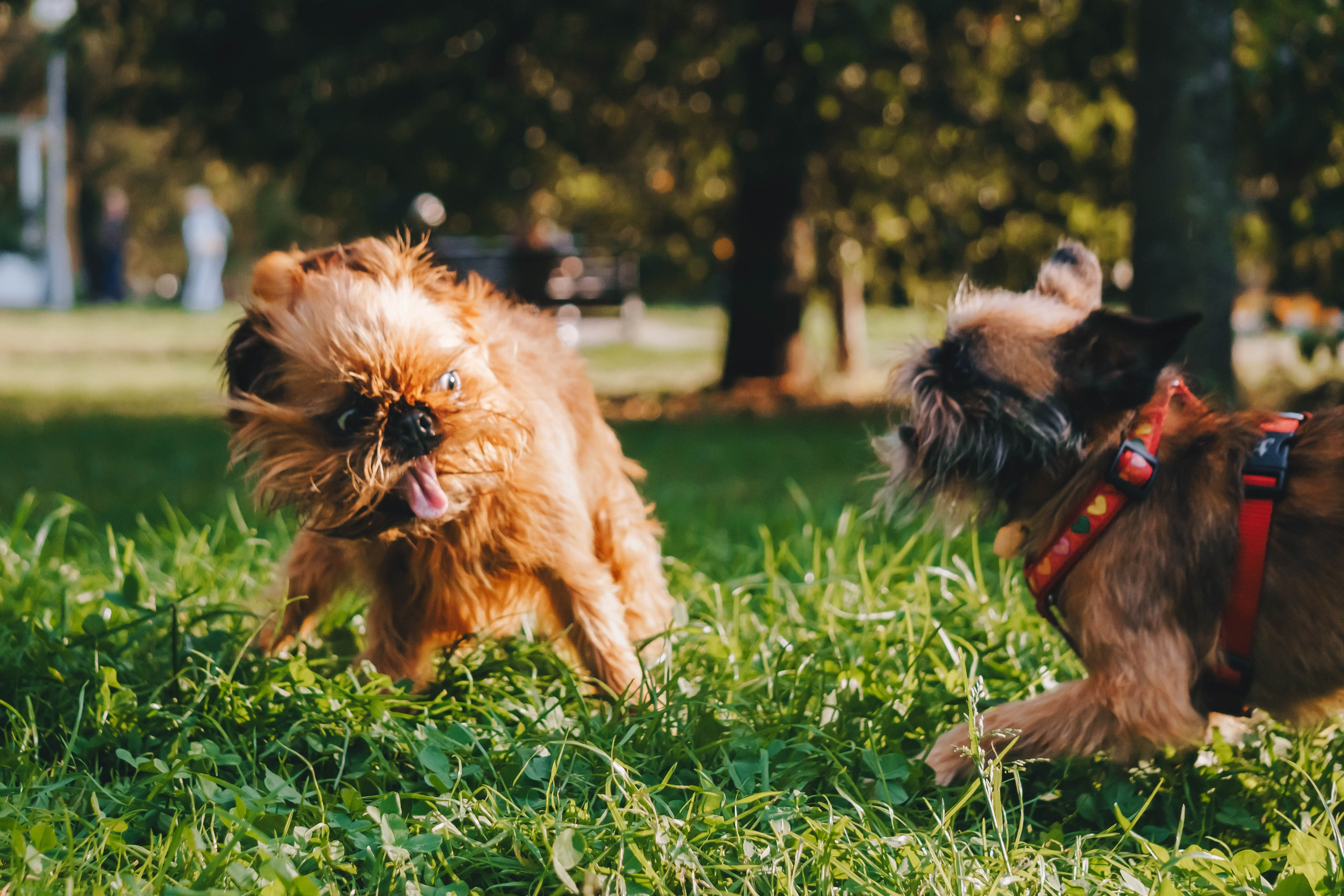 Мини-туса гриффоны и брабансоны. Фотограф-анималист Ксения Воробьева, Москва