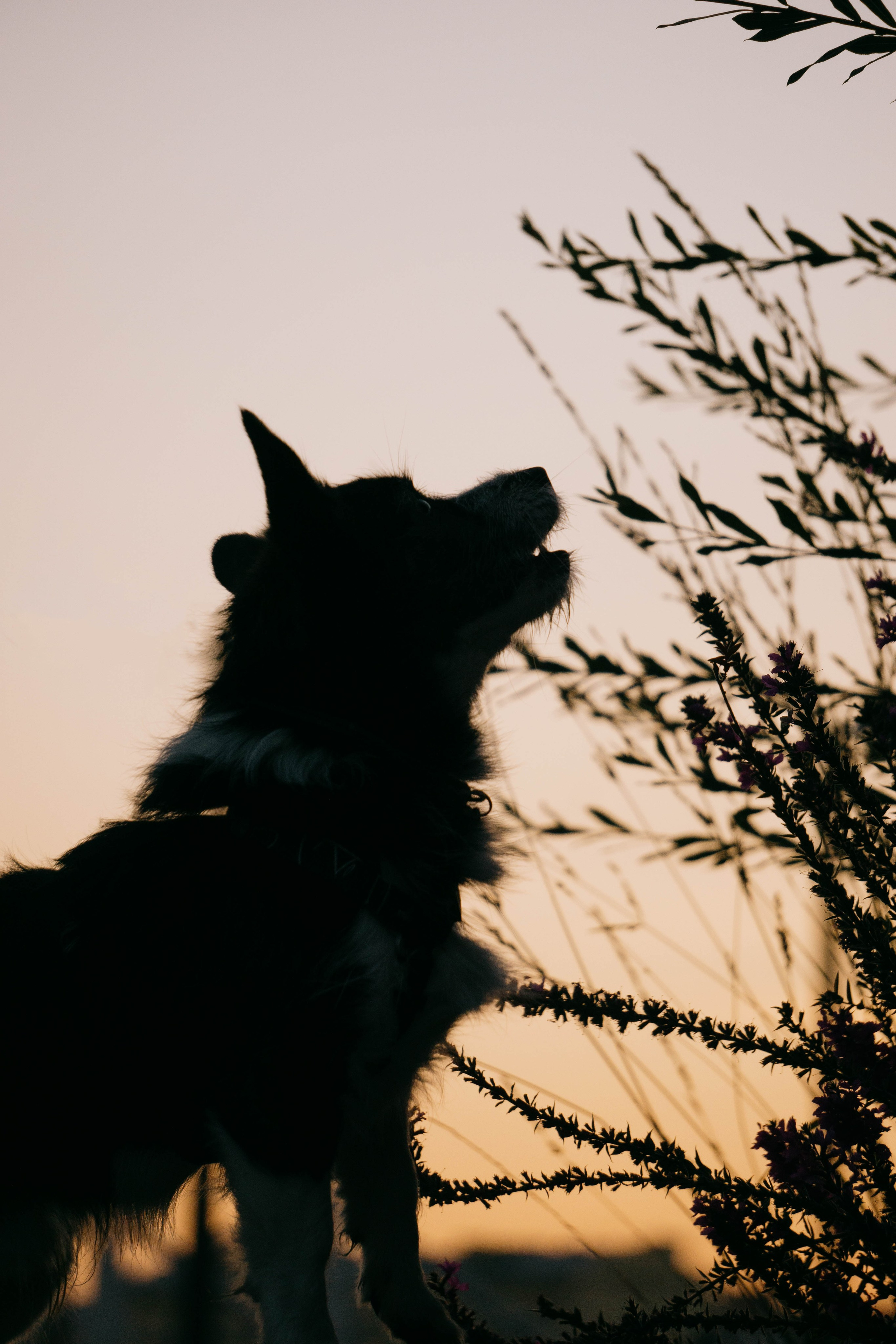 Даша и Тюбик. Фотограф-анималист Ксения Воробьева, Москва