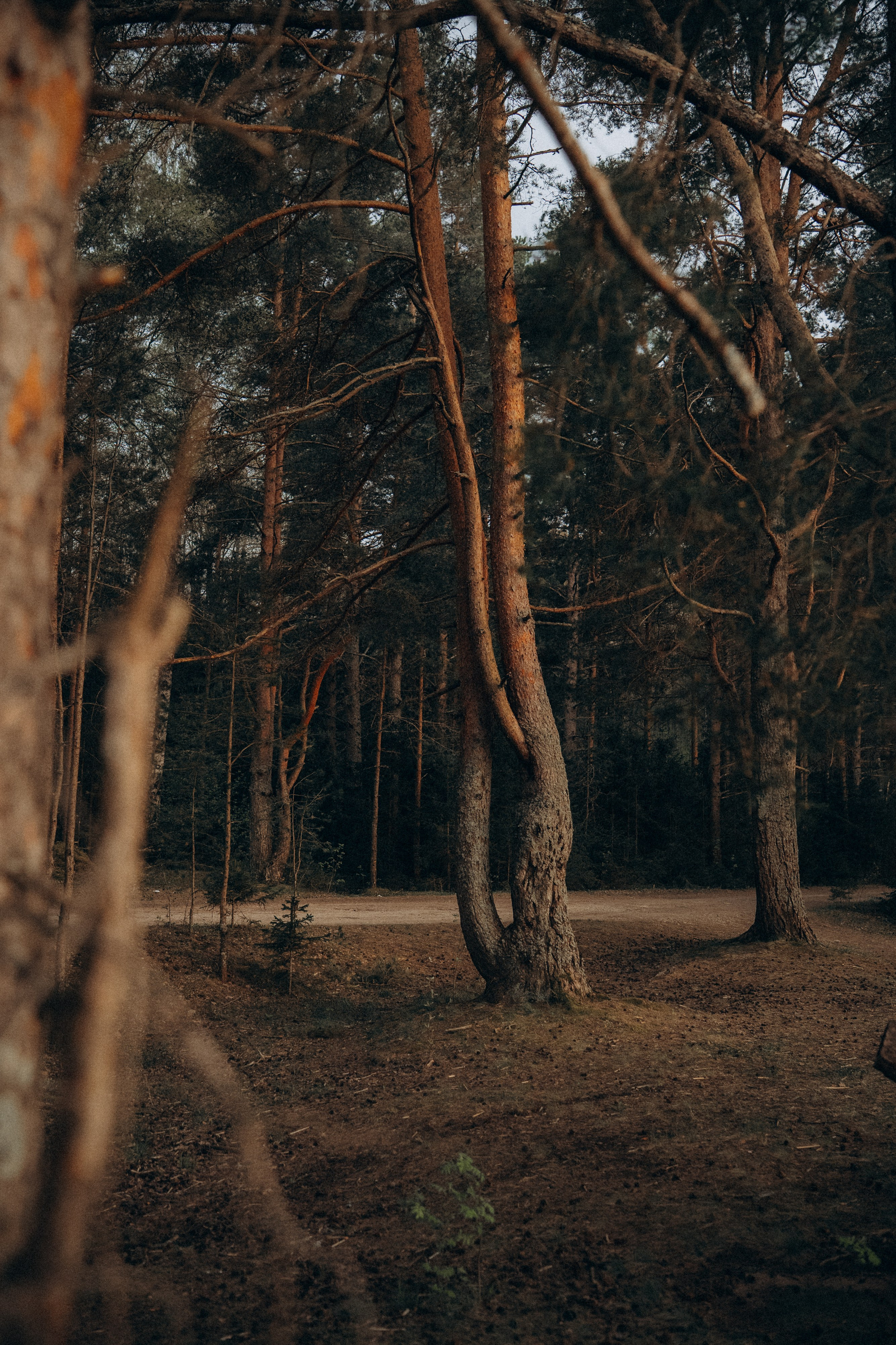 Катя и Берта. Фотограф анималист в Москве и Санкт-Петербурге Свиридова Анна