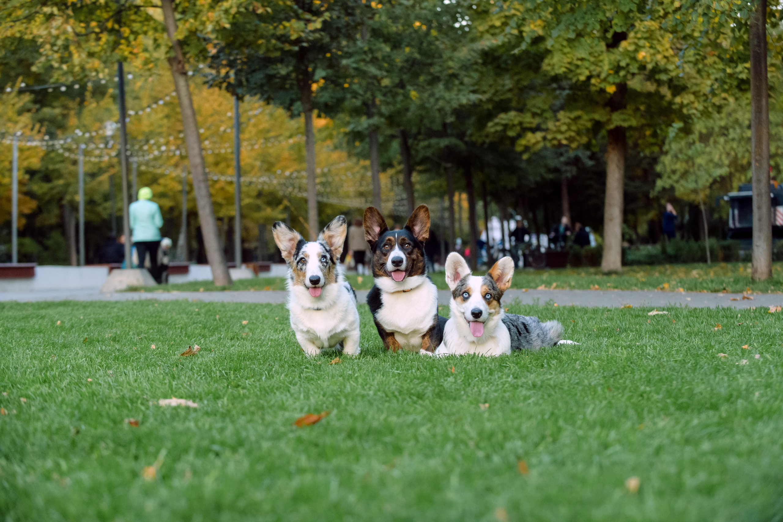 Оля и Ваня с собаками. Фотограф в Ростове-на-Дону Маркер Елена