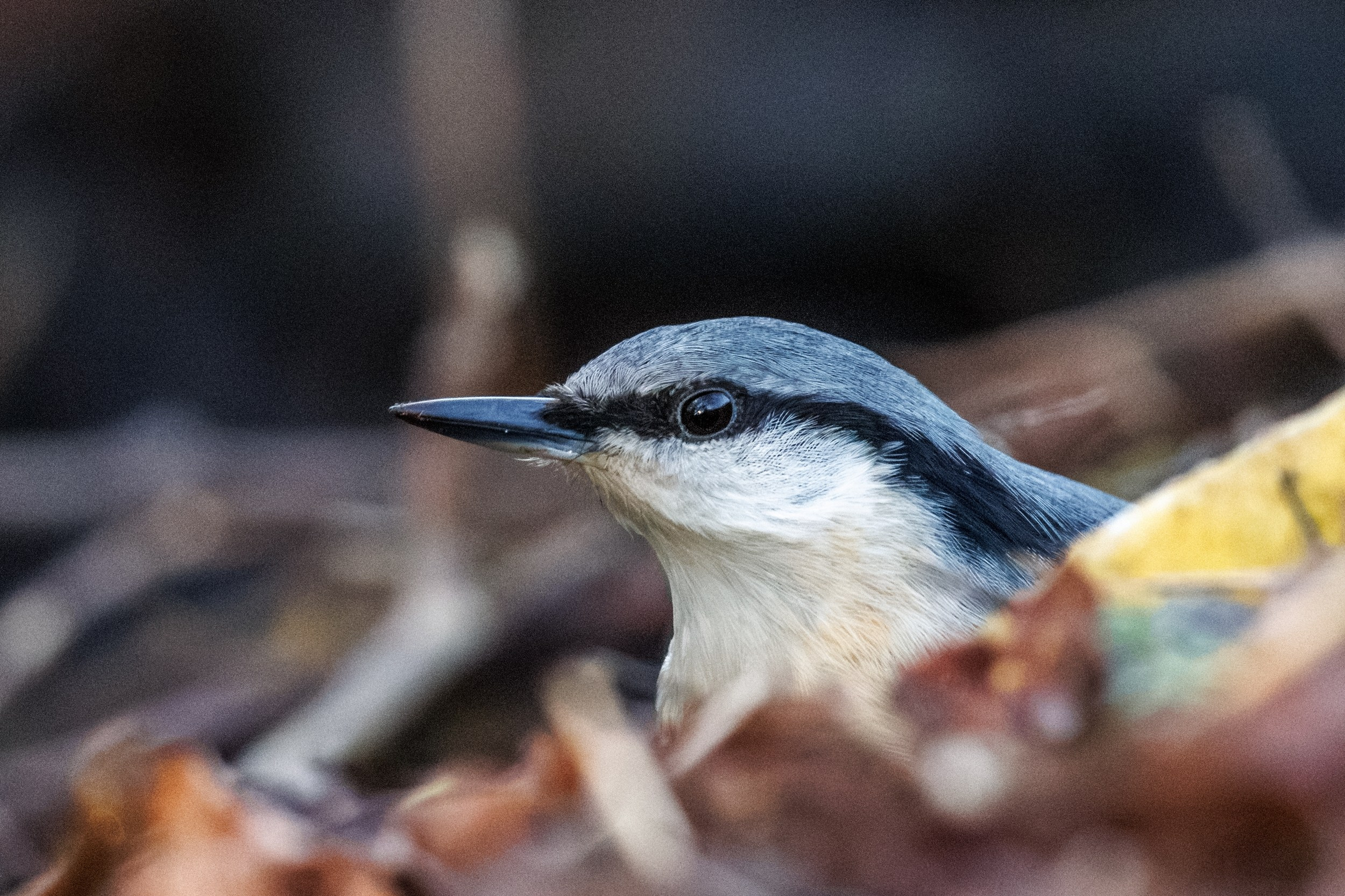 Поползень. Фотограф дикой природы Роман Исаенков