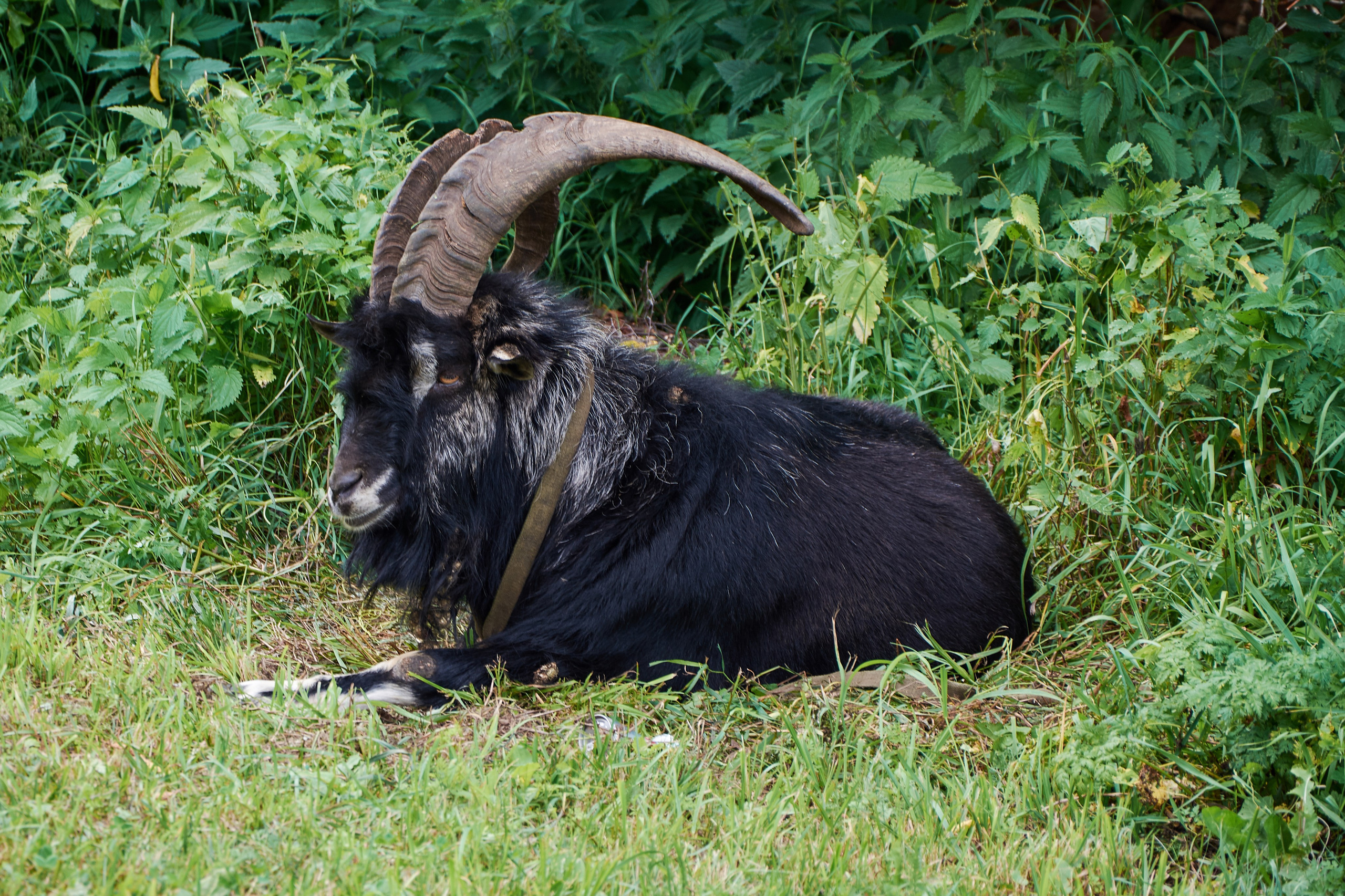 Нерехта — музей под открытым небом. Ольга Чёкотова (Фотограф Кострома)