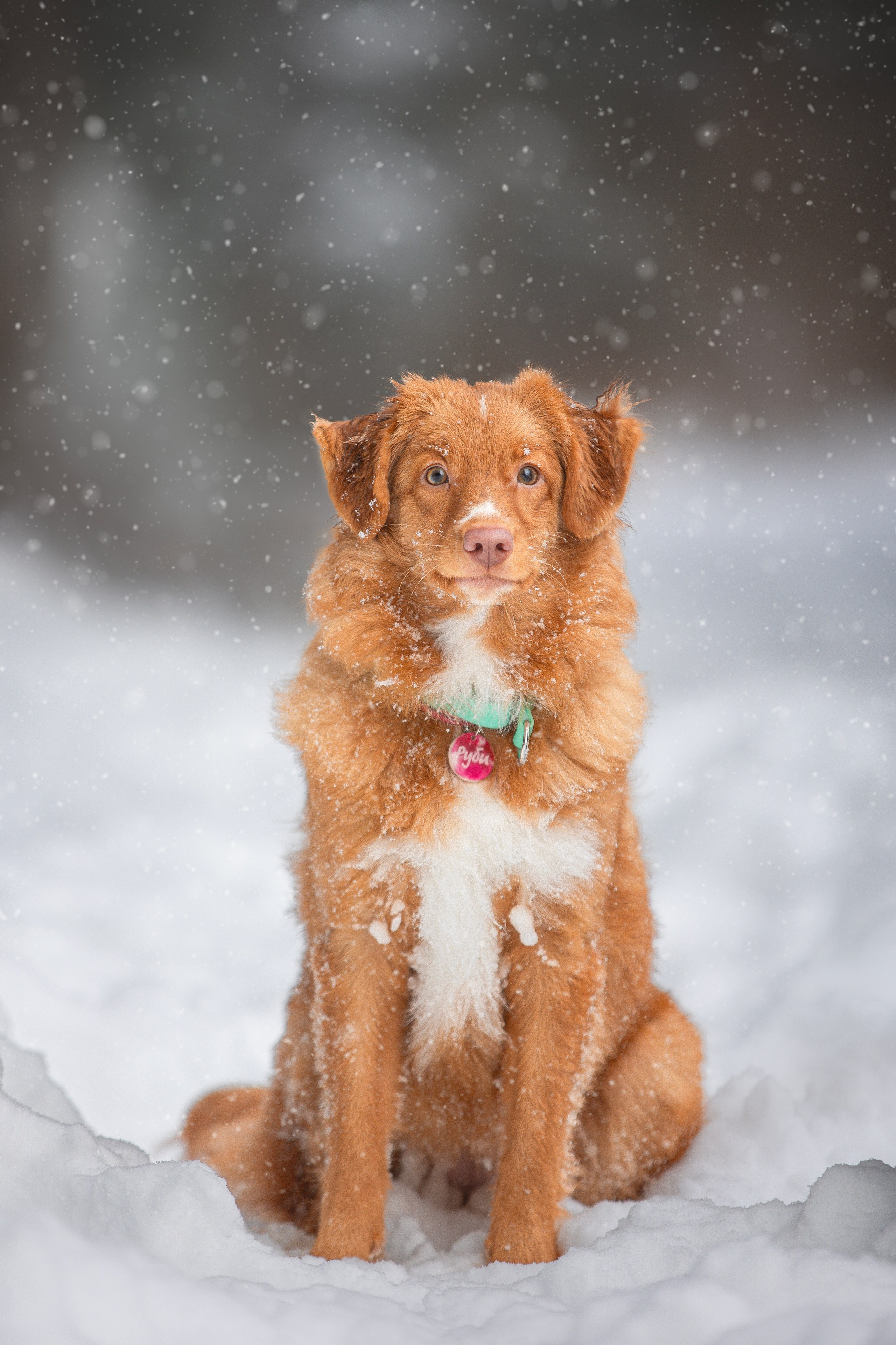 Руби, Николь, Кирилл и Мила. Фотограф анималист в Москве Майорова Евгения