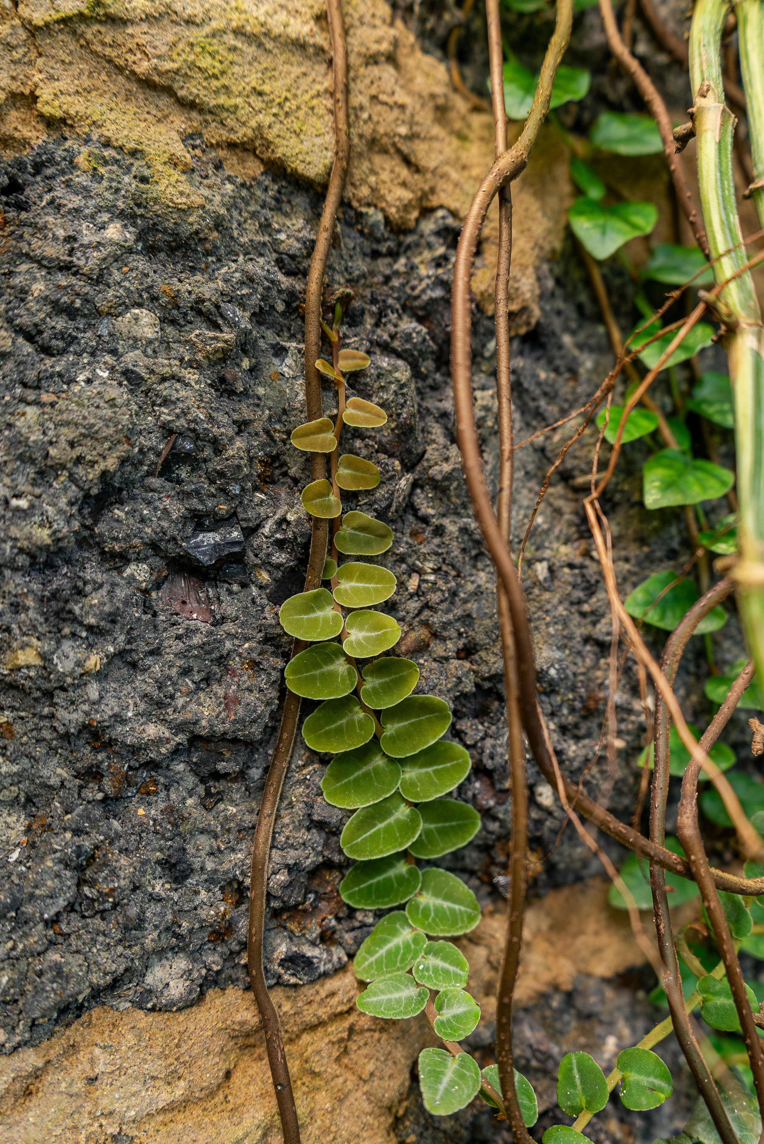 Greenrare июль. Александра Куликова фотограф, Москва