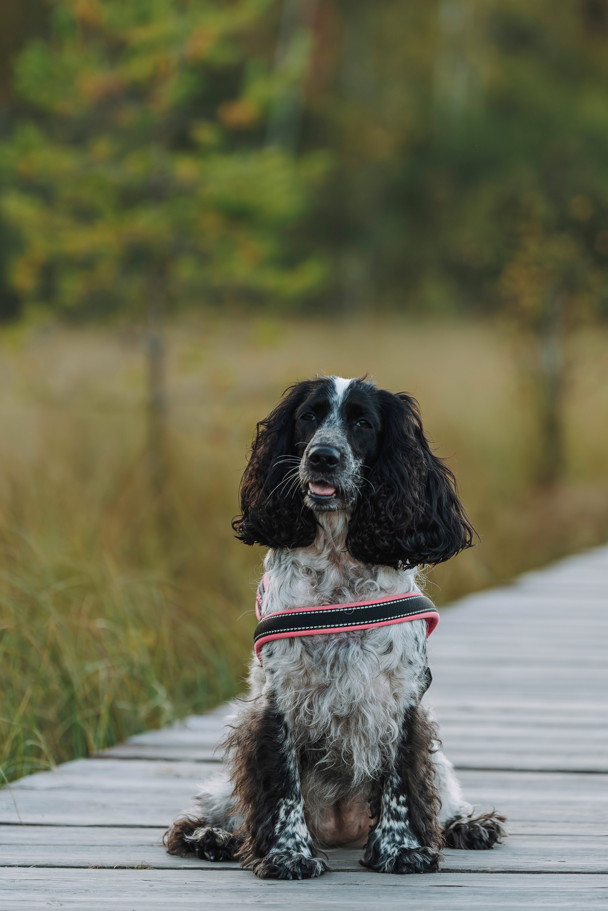 Аня и Тея. Фотограф анималист в Спб недорого Олеся Майорова