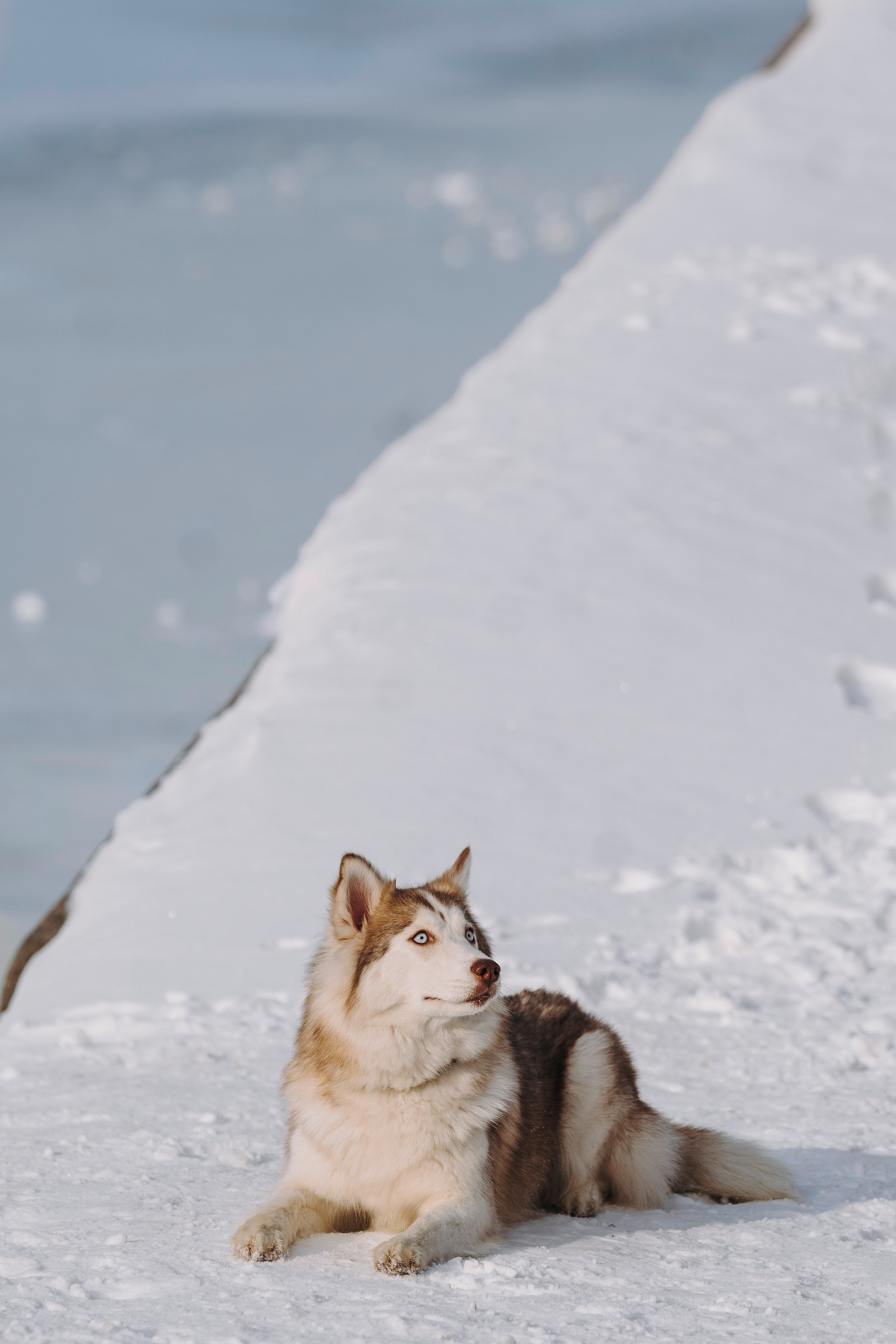 Мария и Амелия. Фотограф анималист в Спб недорого Олеся Майорова