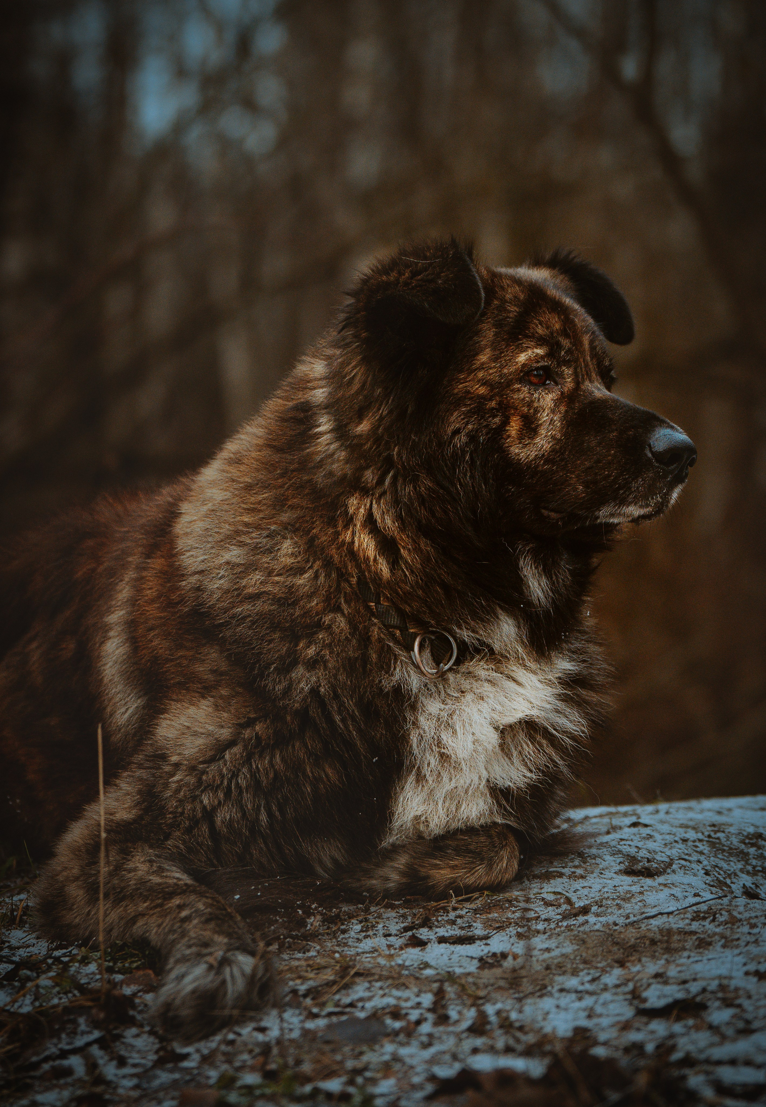 Творческая фотосессия фотографа анималиста. Фотограф анималист в Спб недорого Олеся Майорова