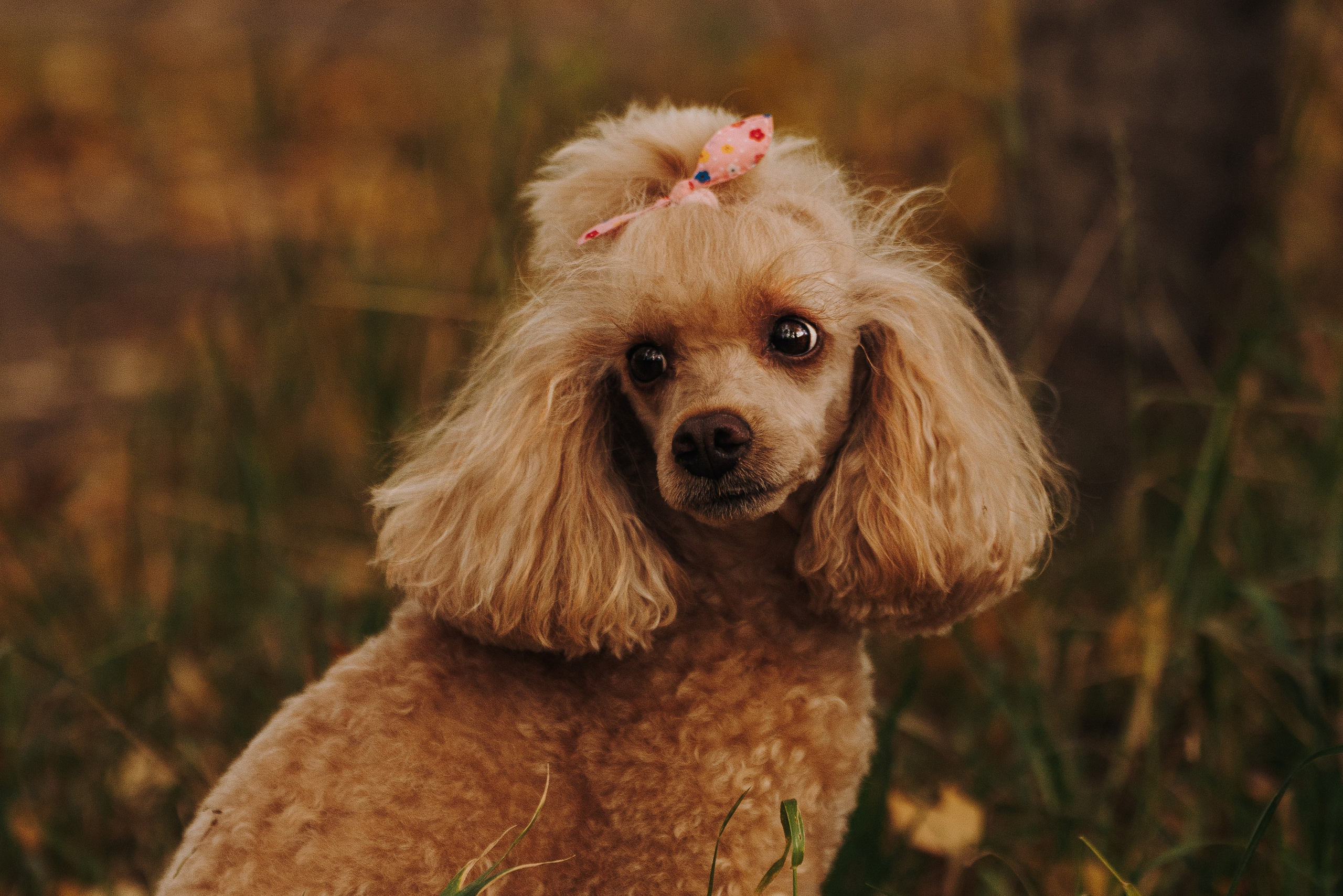 Фотосессия с собакой на пляже. Фотограф анималист в Спб недорого Олеся Майорова