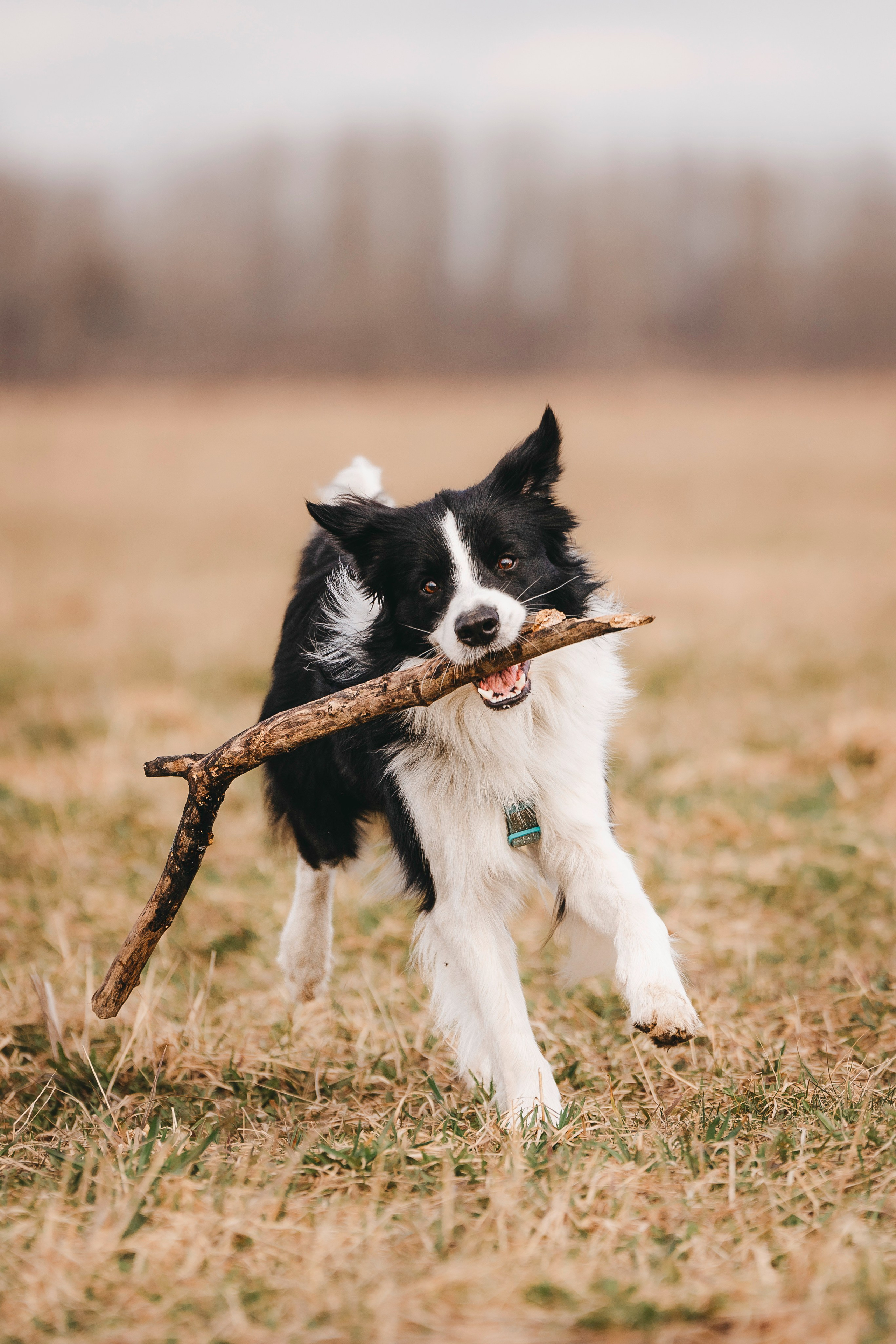 Нил и Алёна. Фотограф анималист в Спб недорого Олеся Майорова