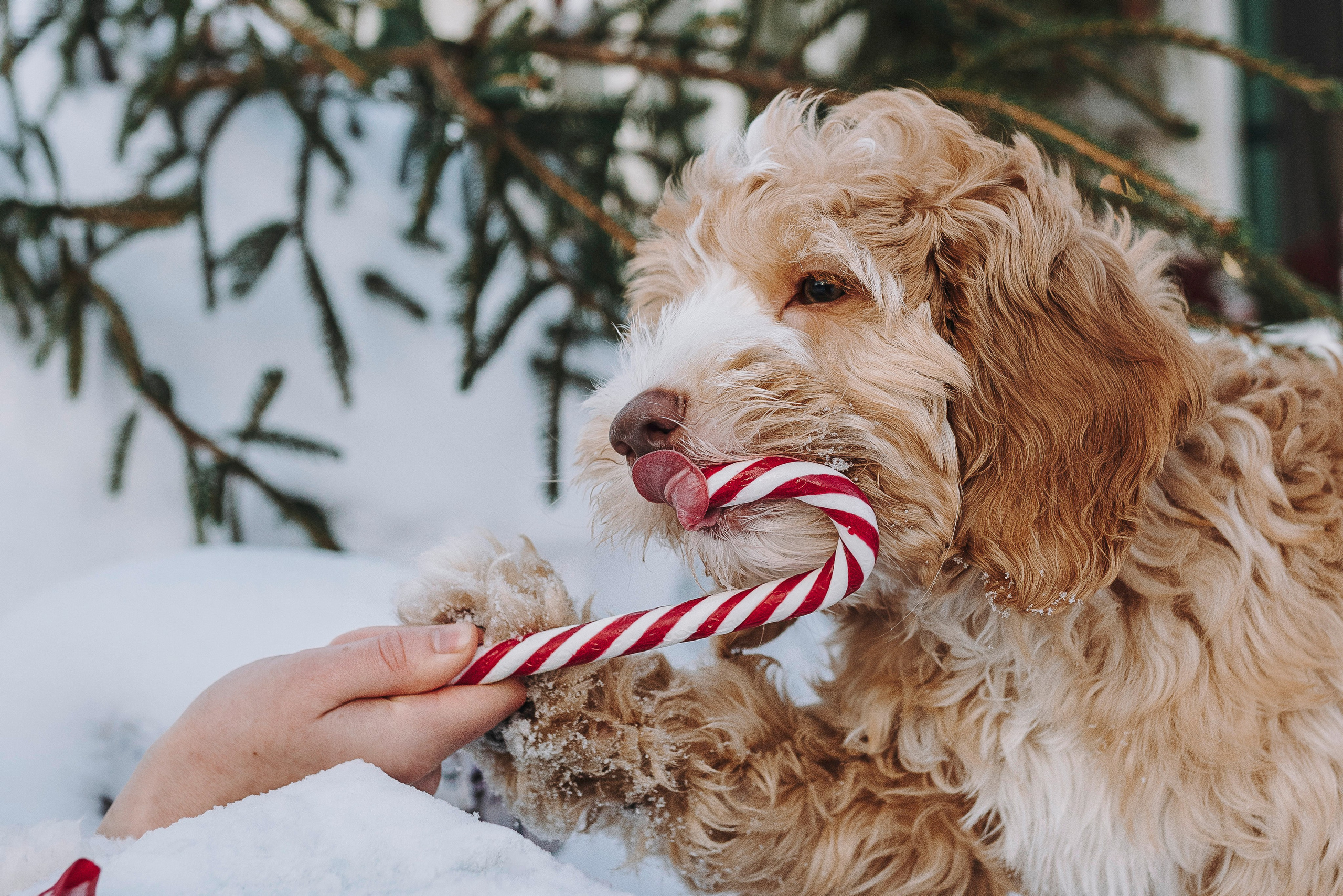 Мёрфи, Таня и Антон. Фотограф анималист в Спб недорого Олеся Майорова