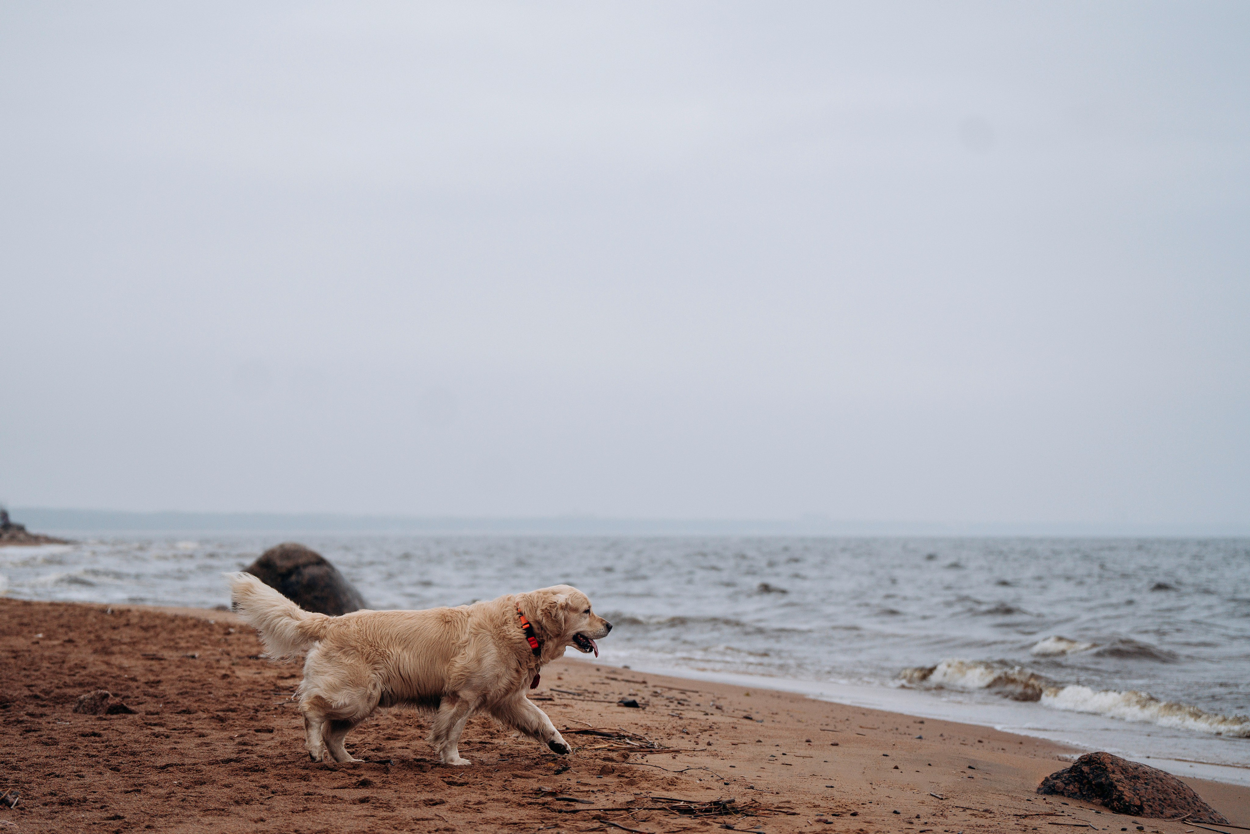 Асти, Крис и Александра. Фотограф анималист в Спб недорого Олеся Майорова