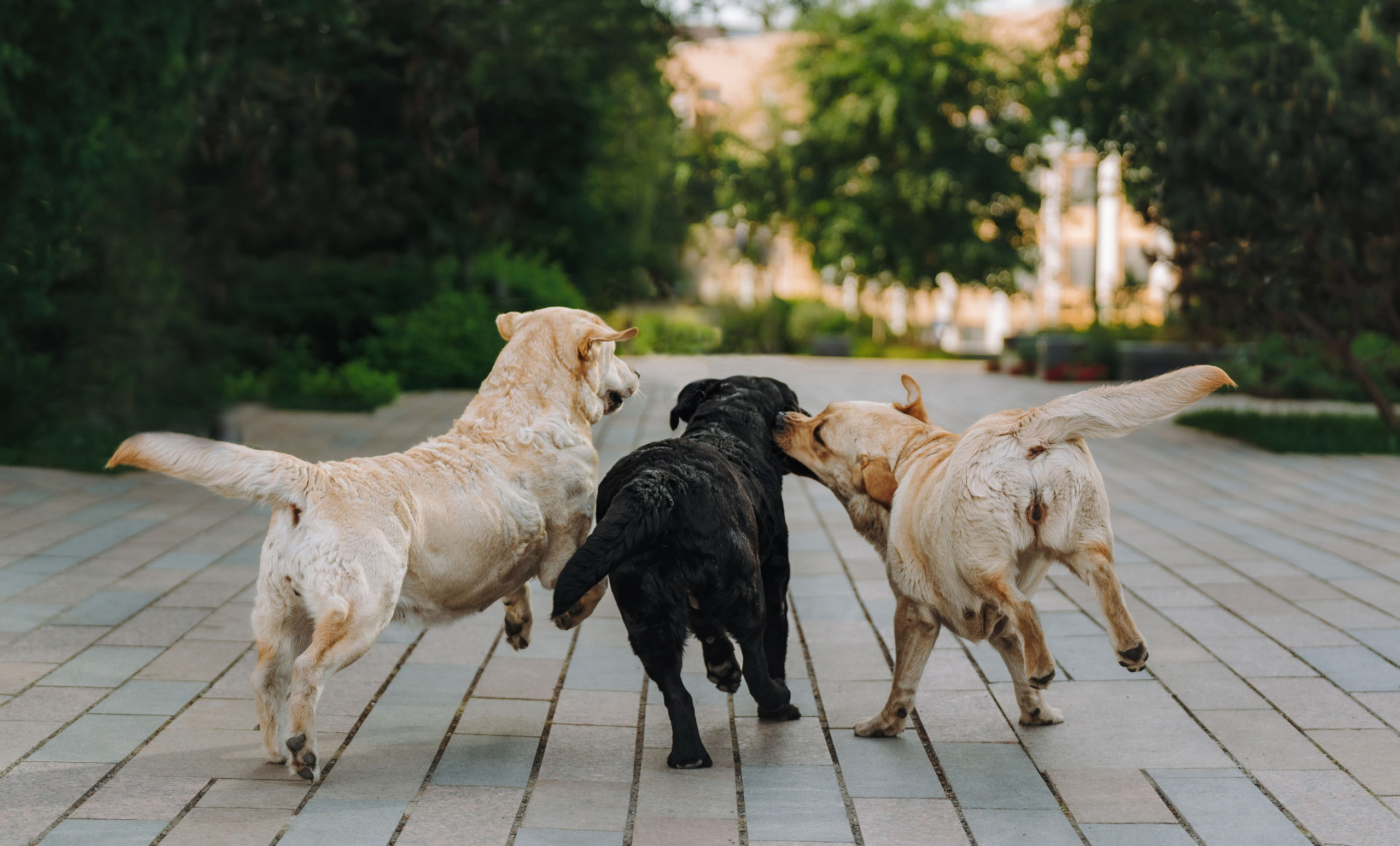 Лабрадоры питомника IRISLAV. Фотограф анималист в Спб недорого Олеся Майорова