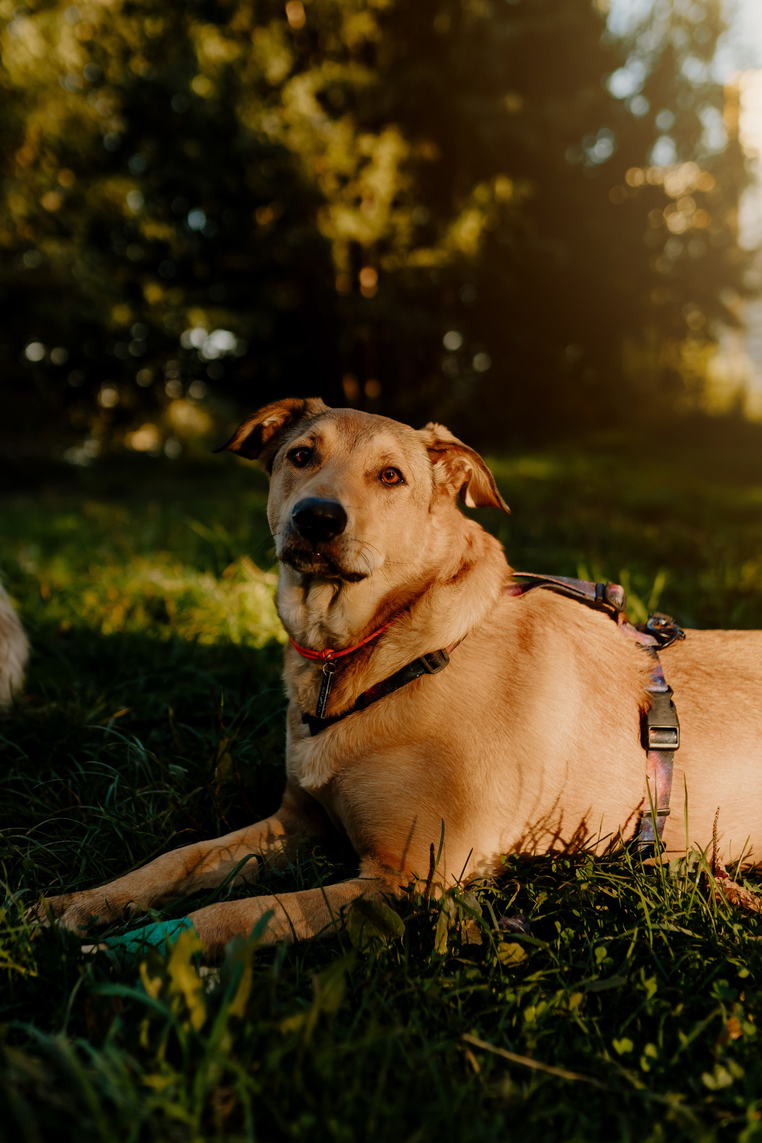 Семейная фотосессия с двумя собаками на закате. Фотограф анималист в Спб недорого Олеся Майорова