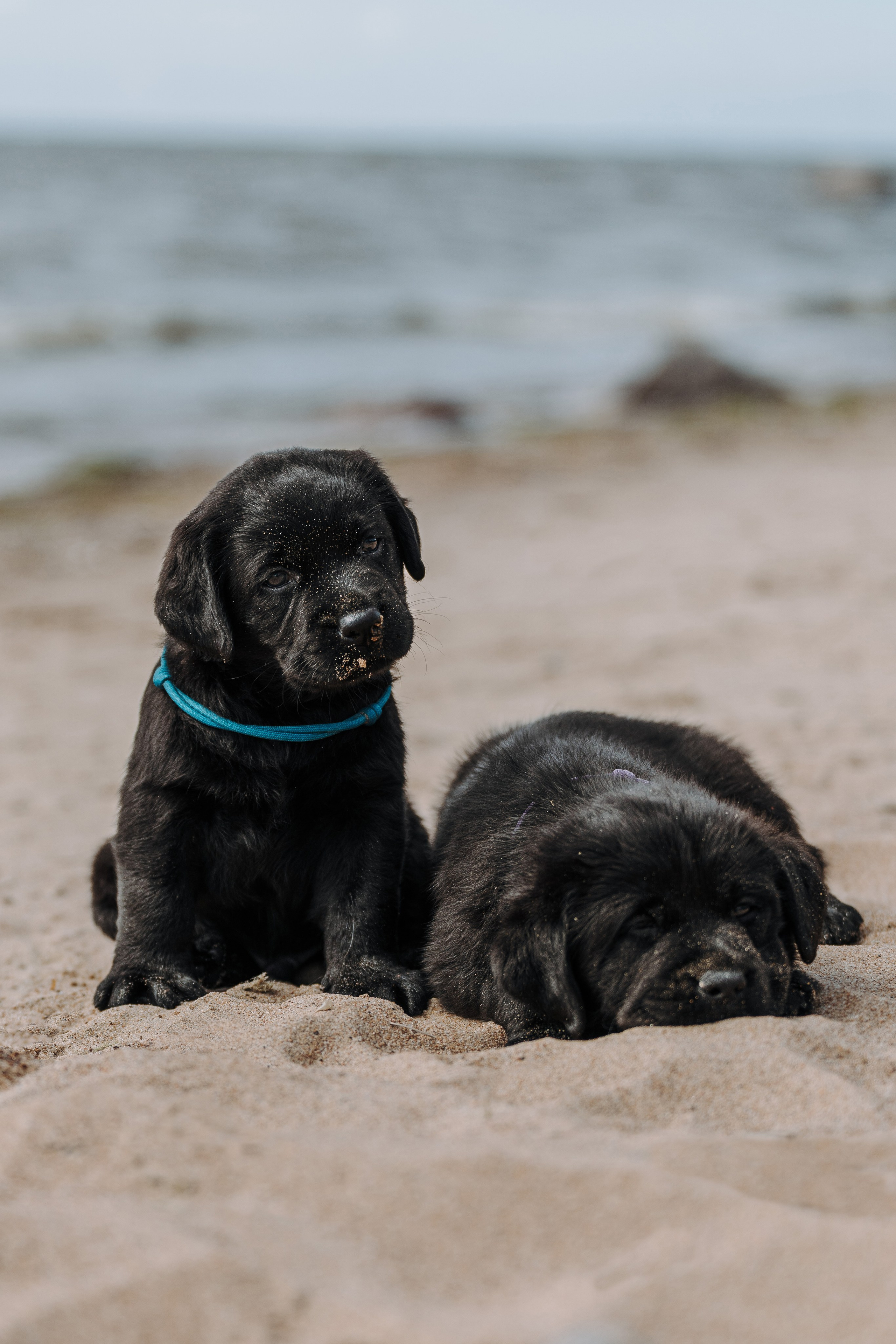 Лабрадорчики на пляже. Фотограф анималист в Спб недорого Олеся Майорова