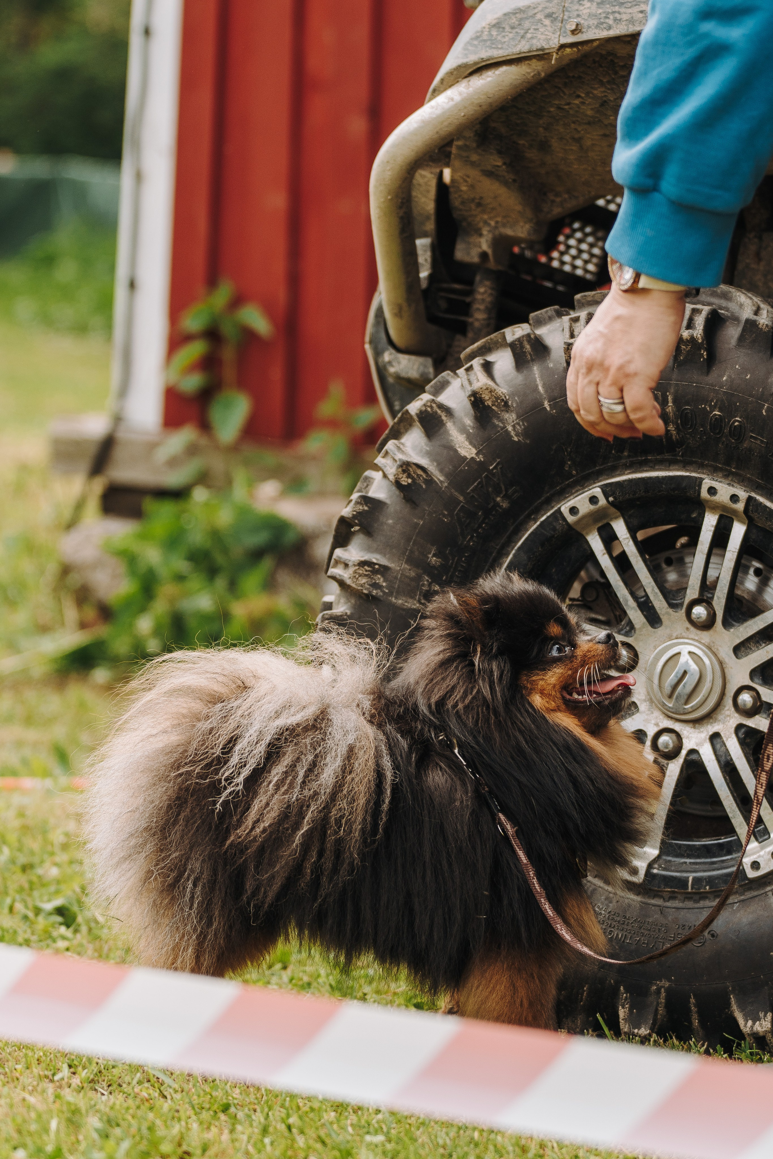Соревнования по ноузворку. Фотограф анималист в Спб недорого Олеся Майорова
