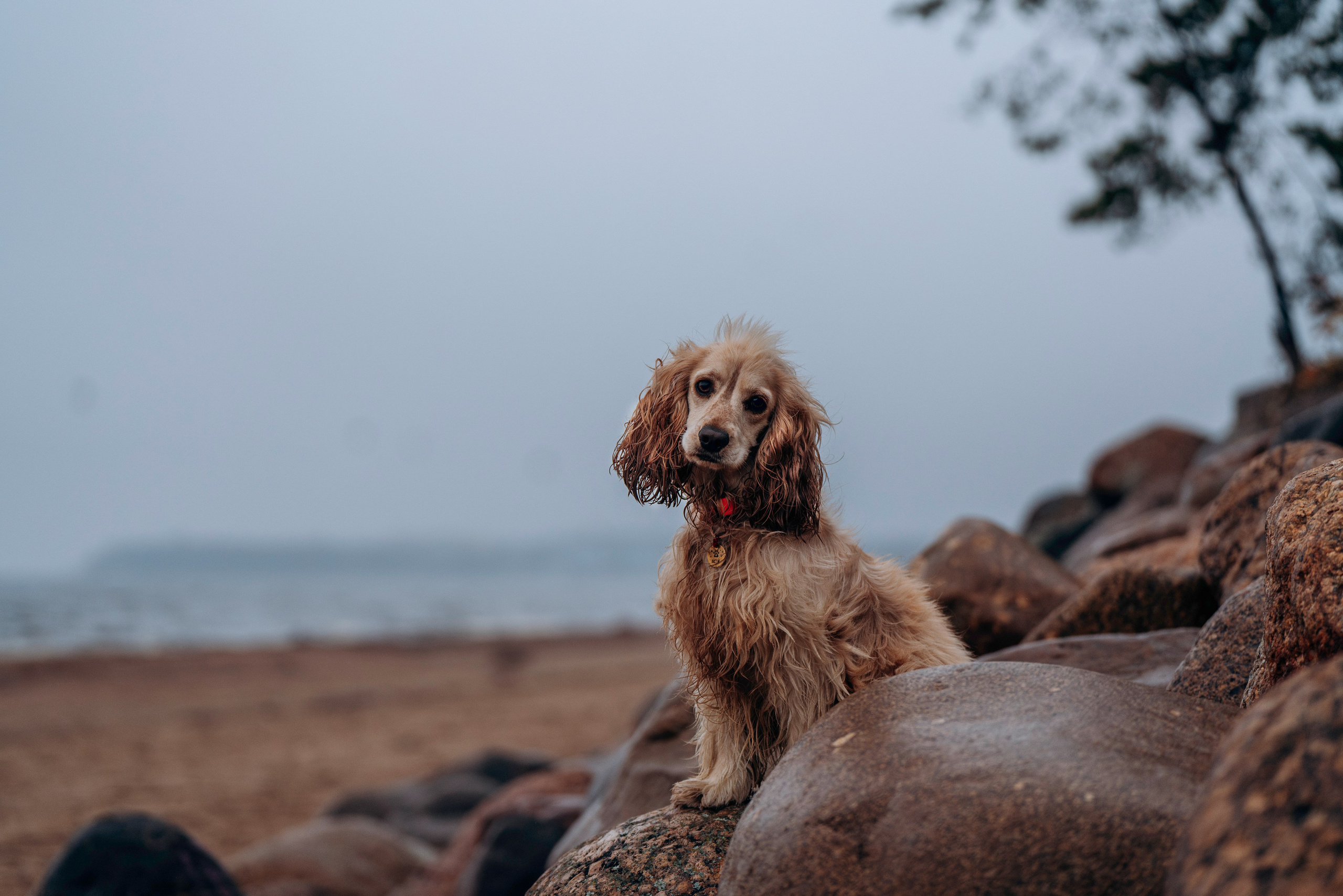 Асти, Крис и Александра. Фотограф анималист в Спб недорого Олеся Майорова