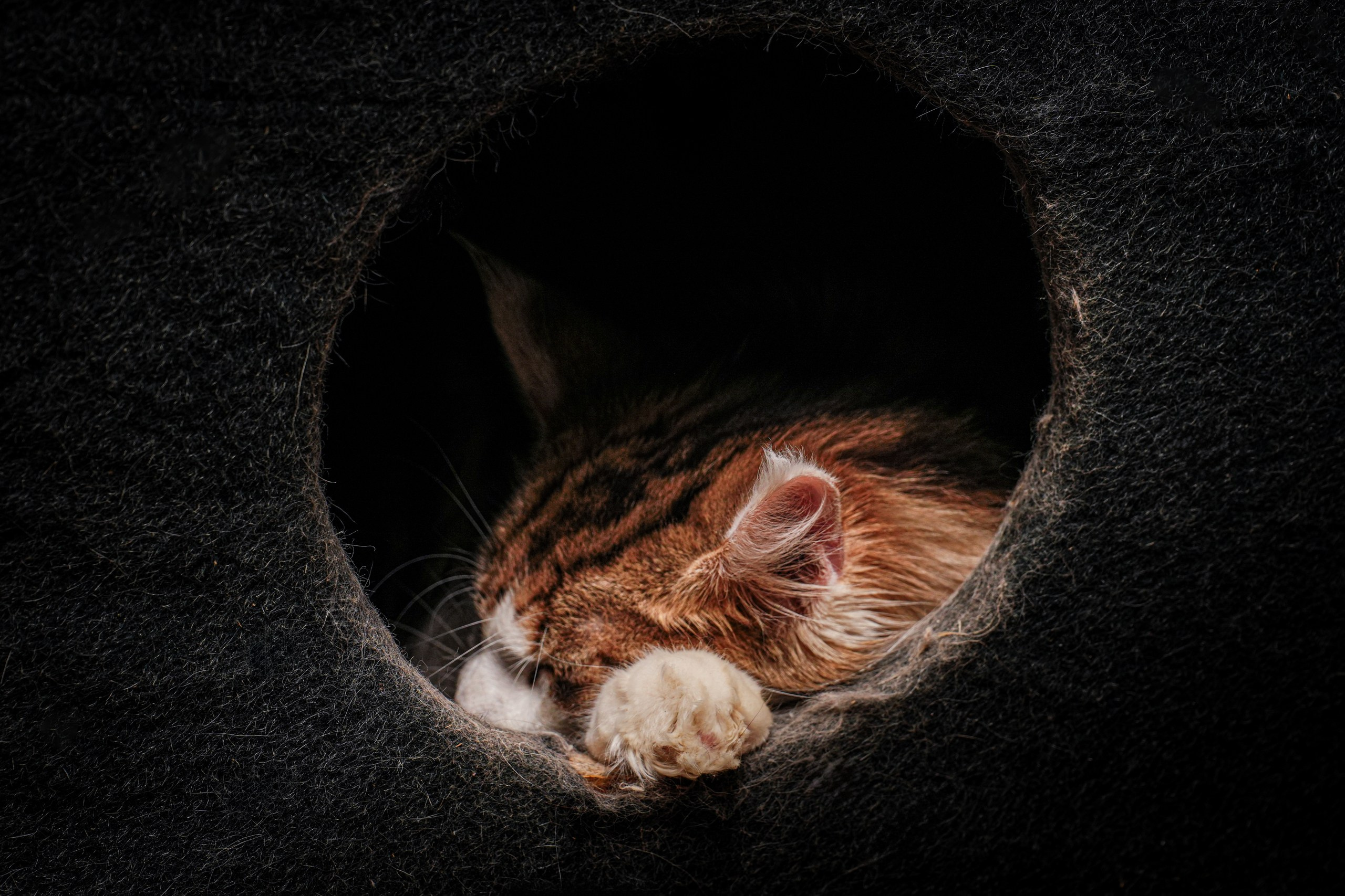 Животные. Профессиональный фотограф в Волгодонске Алексей Рубашевский