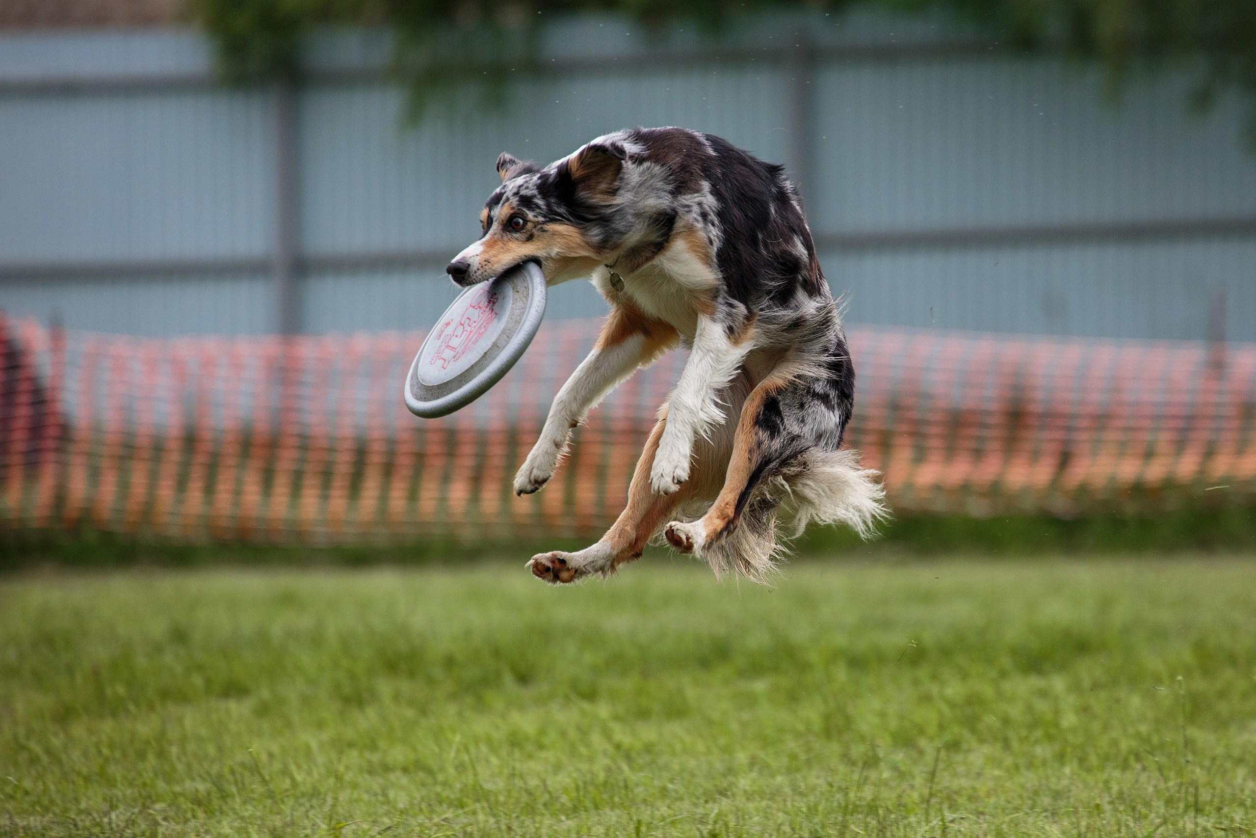 Дог-фризби. Irenephoto.ru