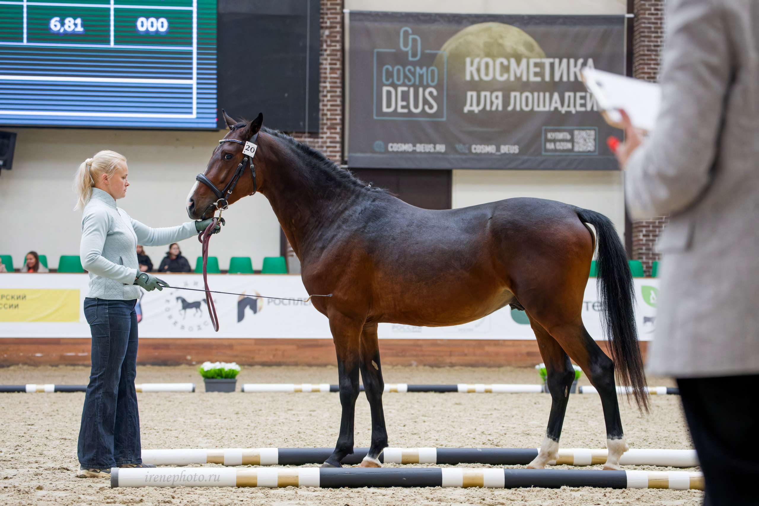 Конная Россия 2024 Оценка двигательных качеств. Irenephoto.ru