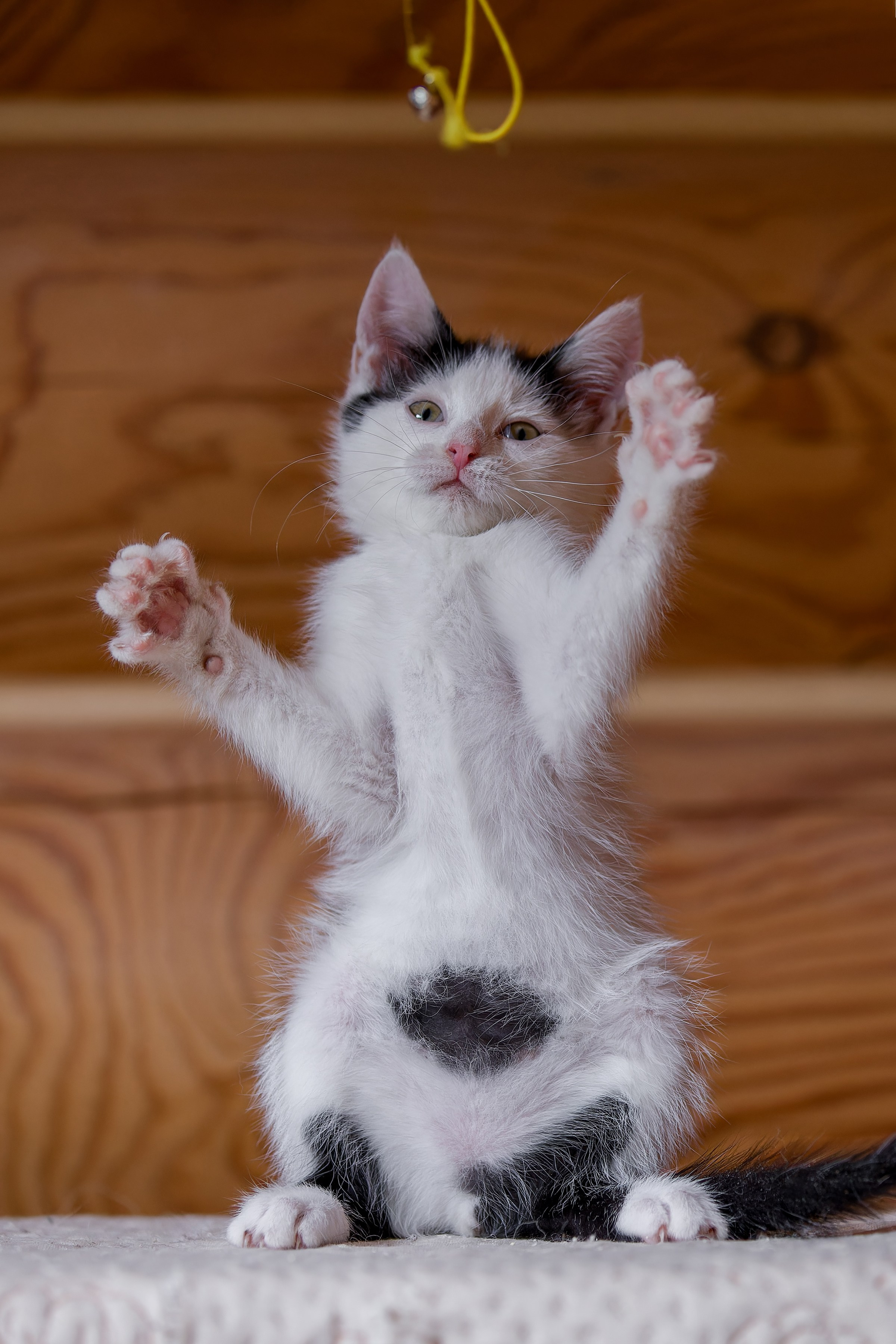 Котята. Irenephoto.ru