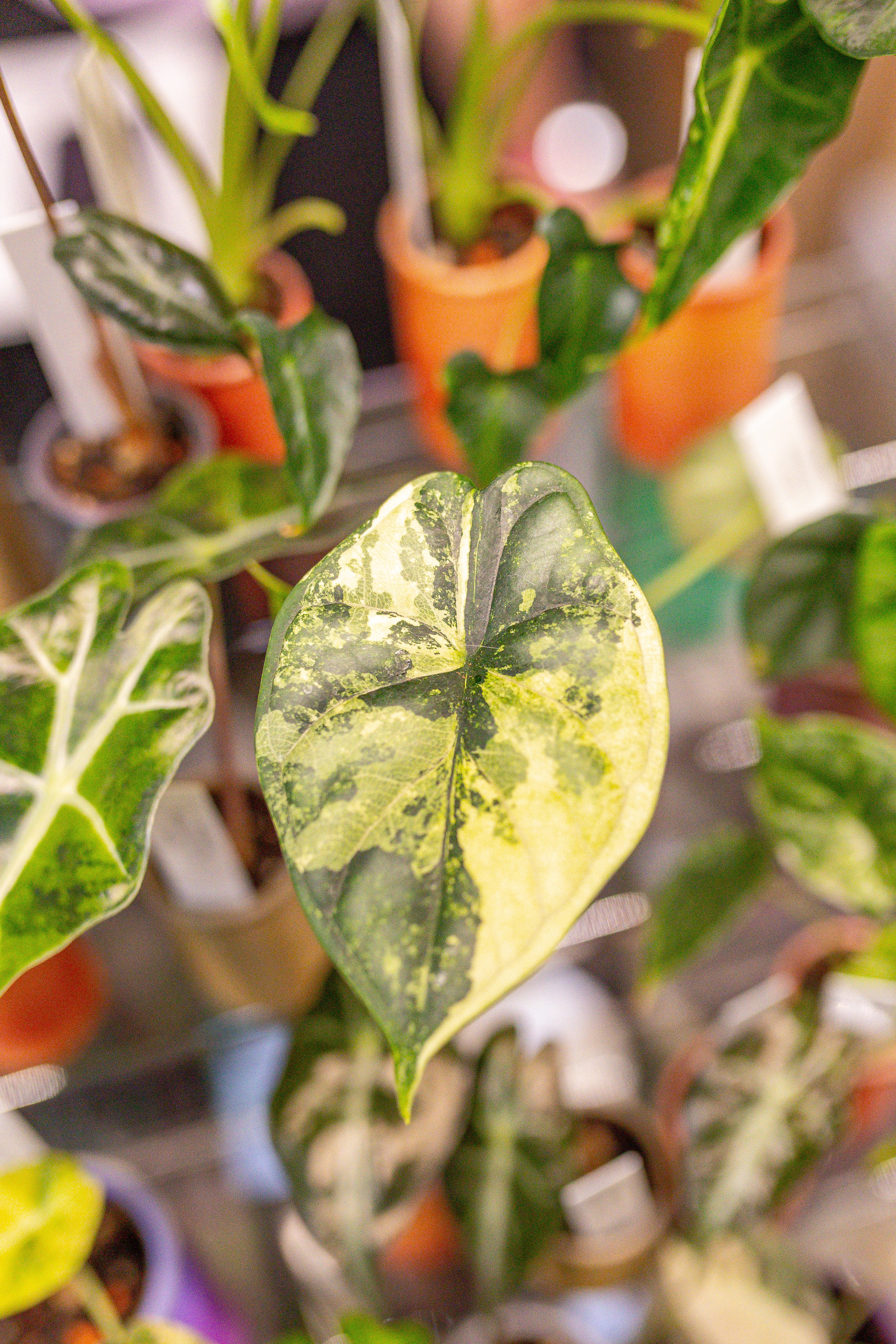 Монстериум апрель 2026. Александра Куликова фотограф, Москва