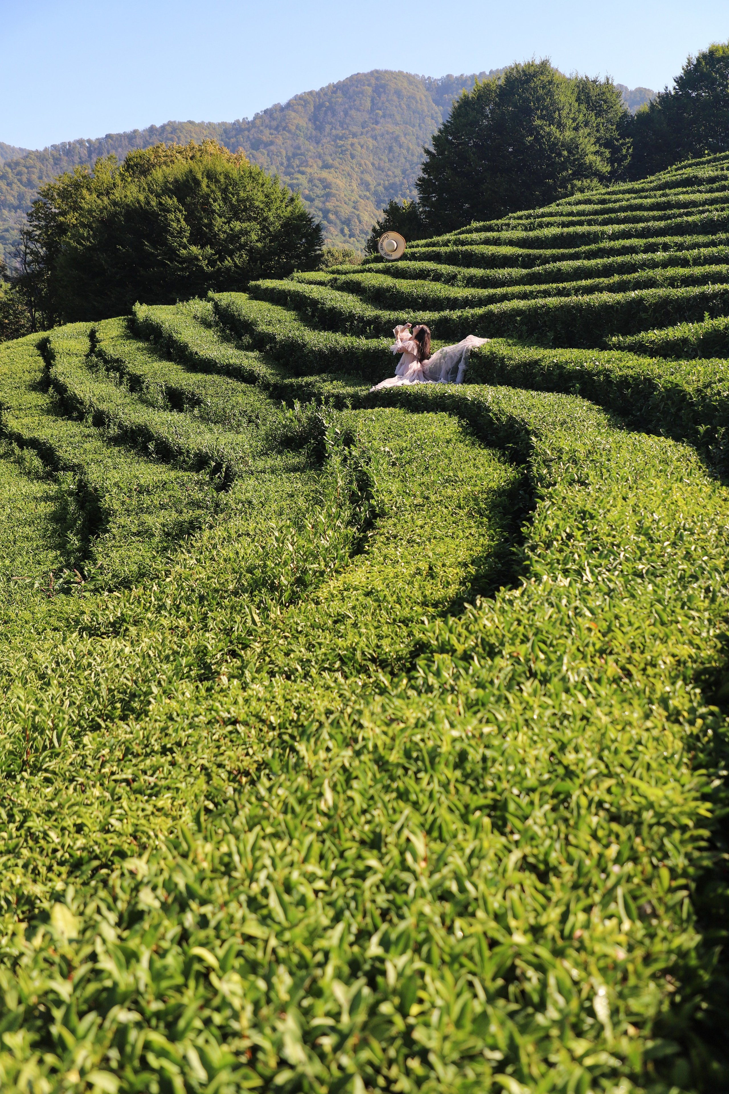 Беремняшка Мацеста чайные плантации 27.08. Главная
